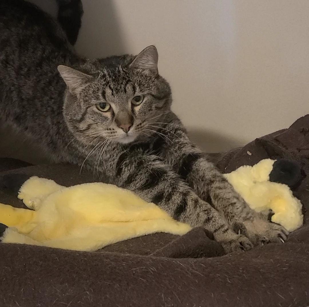 Enlarge Bert, a ADOPTABLE Domestic Short Hair in Elizabeth, IL image 2/2