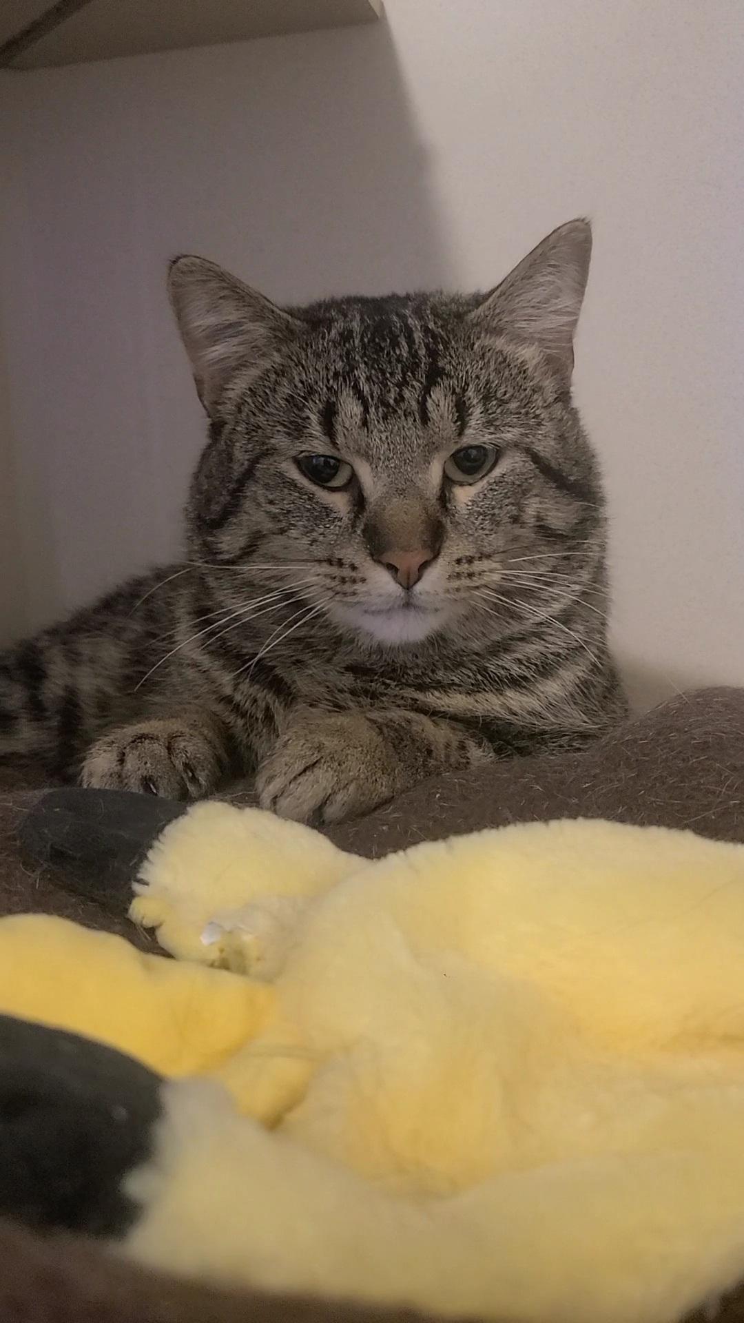 Enlarge Bert, a ADOPTABLE Domestic Short Hair in Elizabeth, IL image 3/3