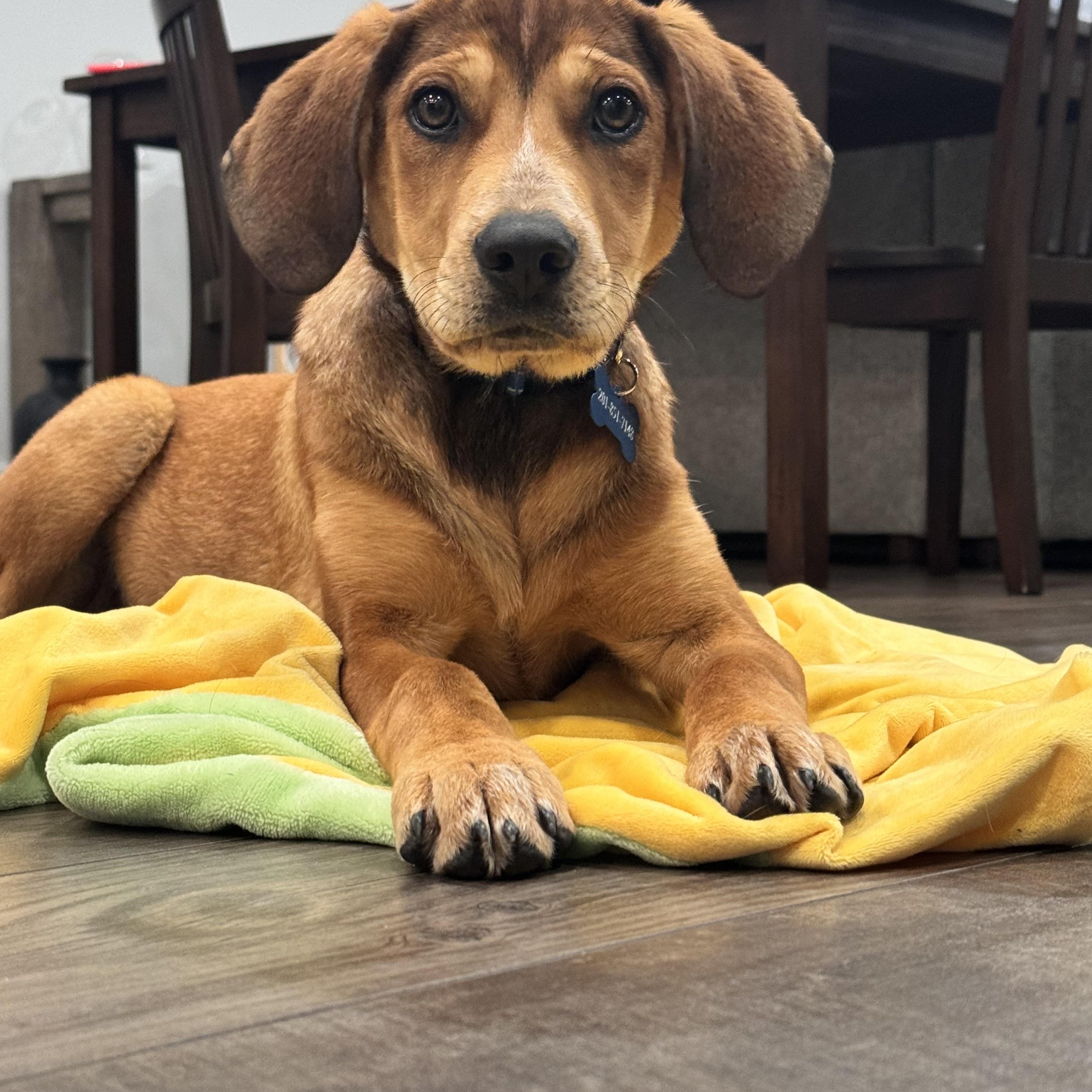 ABIGAIL, ADOPTABLE, Puppy Female Hound & Beagle.