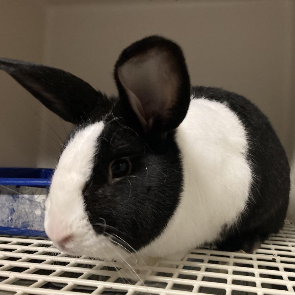 Enlarge Oreo (COH-A-65557), a Adoptable Bunny Rabbit in Volcano, HI image 1/2