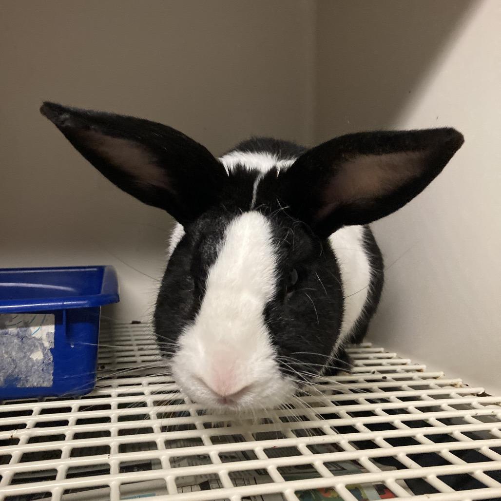Enlarge Oreo (COH-A-65557), a Adoptable Bunny Rabbit in Volcano, HI image 2/2