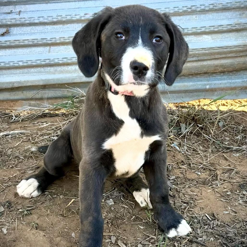 Ekko, Adoptable, Puppy Female American Staffordshire Terrier & Hound.