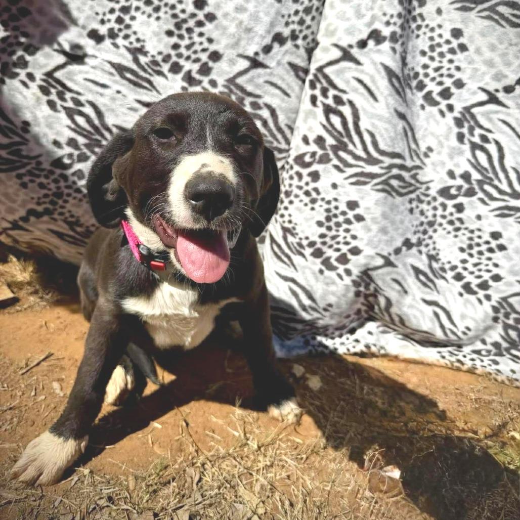 Enlarge Ekko, a Adoptable mixed breed in Pearsall, TX image 2/3