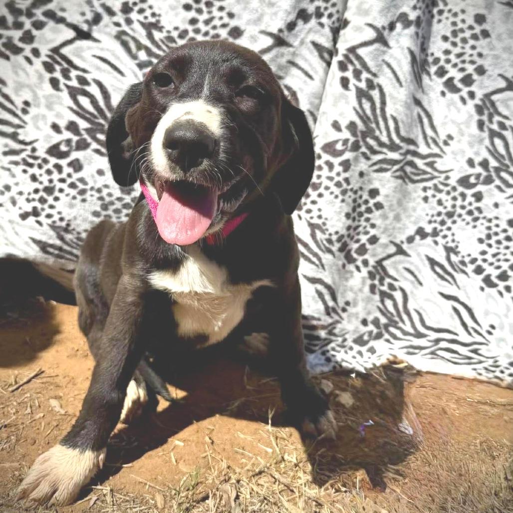 Enlarge Ekko, a Adoptable mixed breed in Pearsall, TX image 3/3