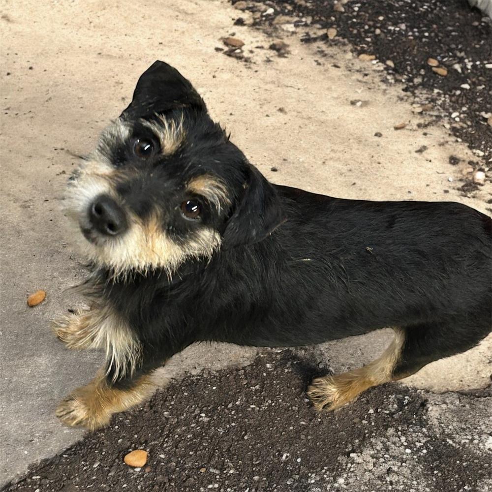 Albert, Adoptable, Young Male Yorkshire Terrier & Miniature Pinscher.