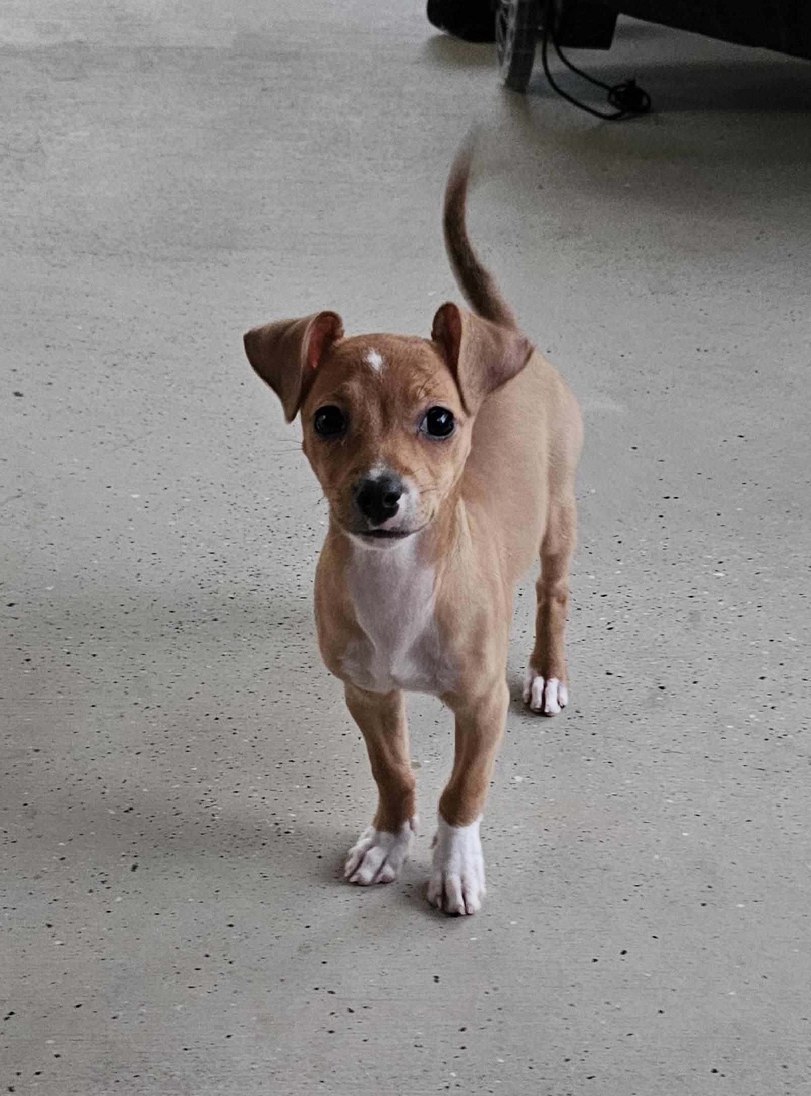 Tomb Raider, Adoptable, Puppy Female Chihuahua & Italian Greyhound.
