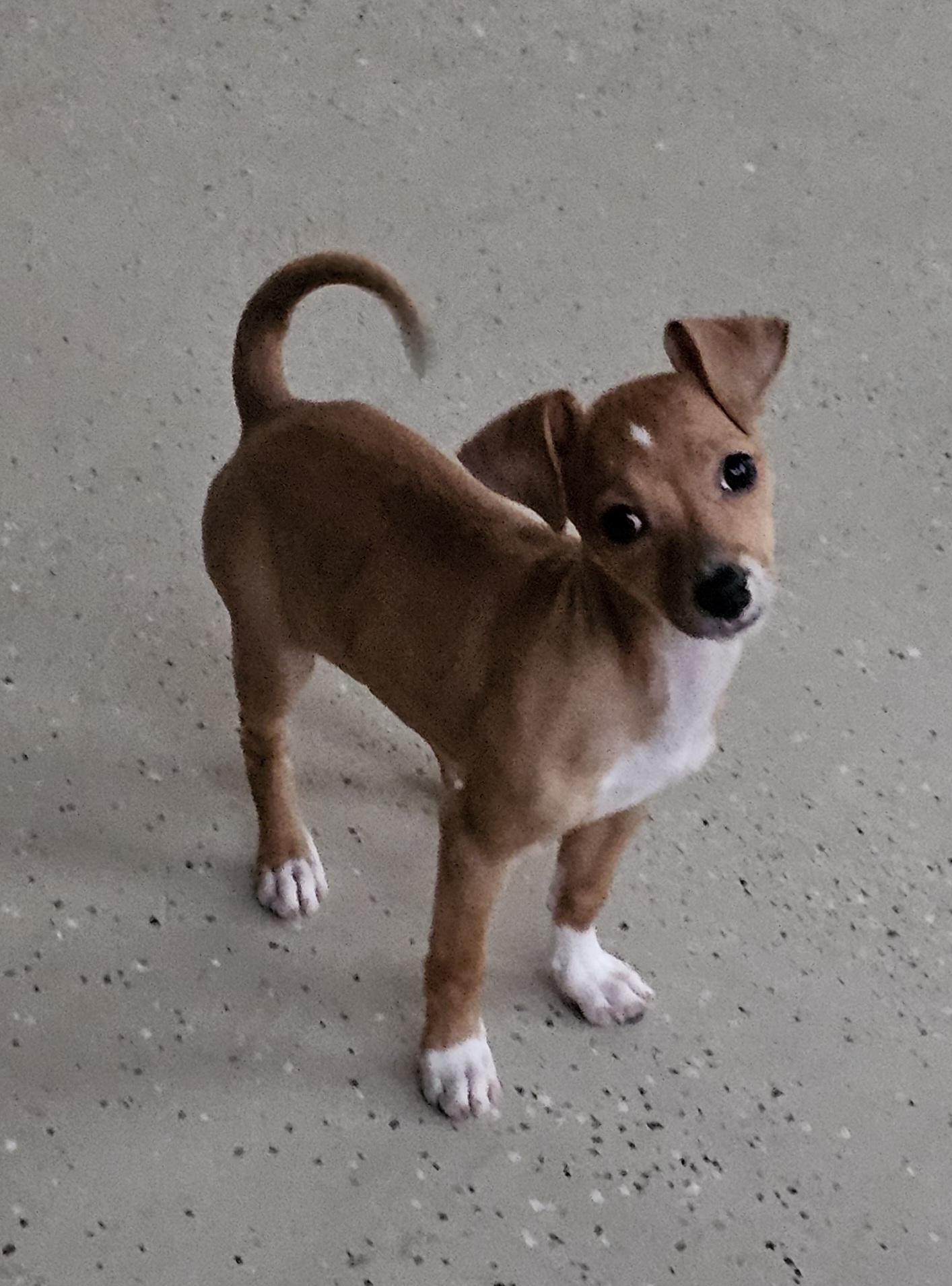 Enlarge Tomb Raider, a Adoptable mixed breed in New Castle, DE image 2/5