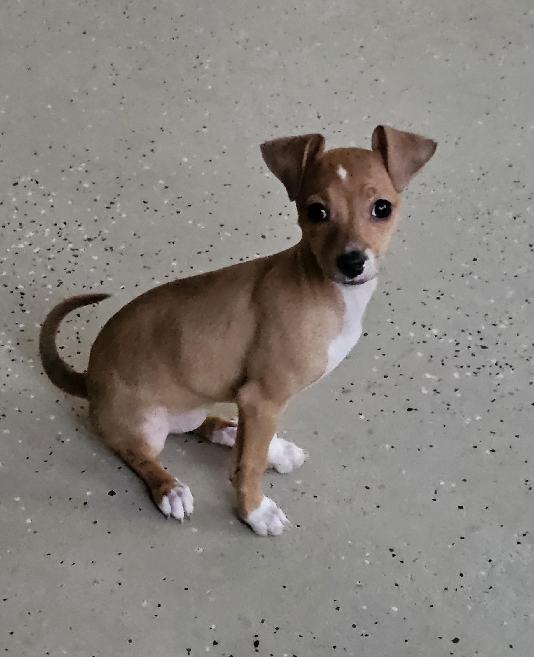 Enlarge Tomb Raider, a Adoptable mixed breed in New Castle, DE image 3/5