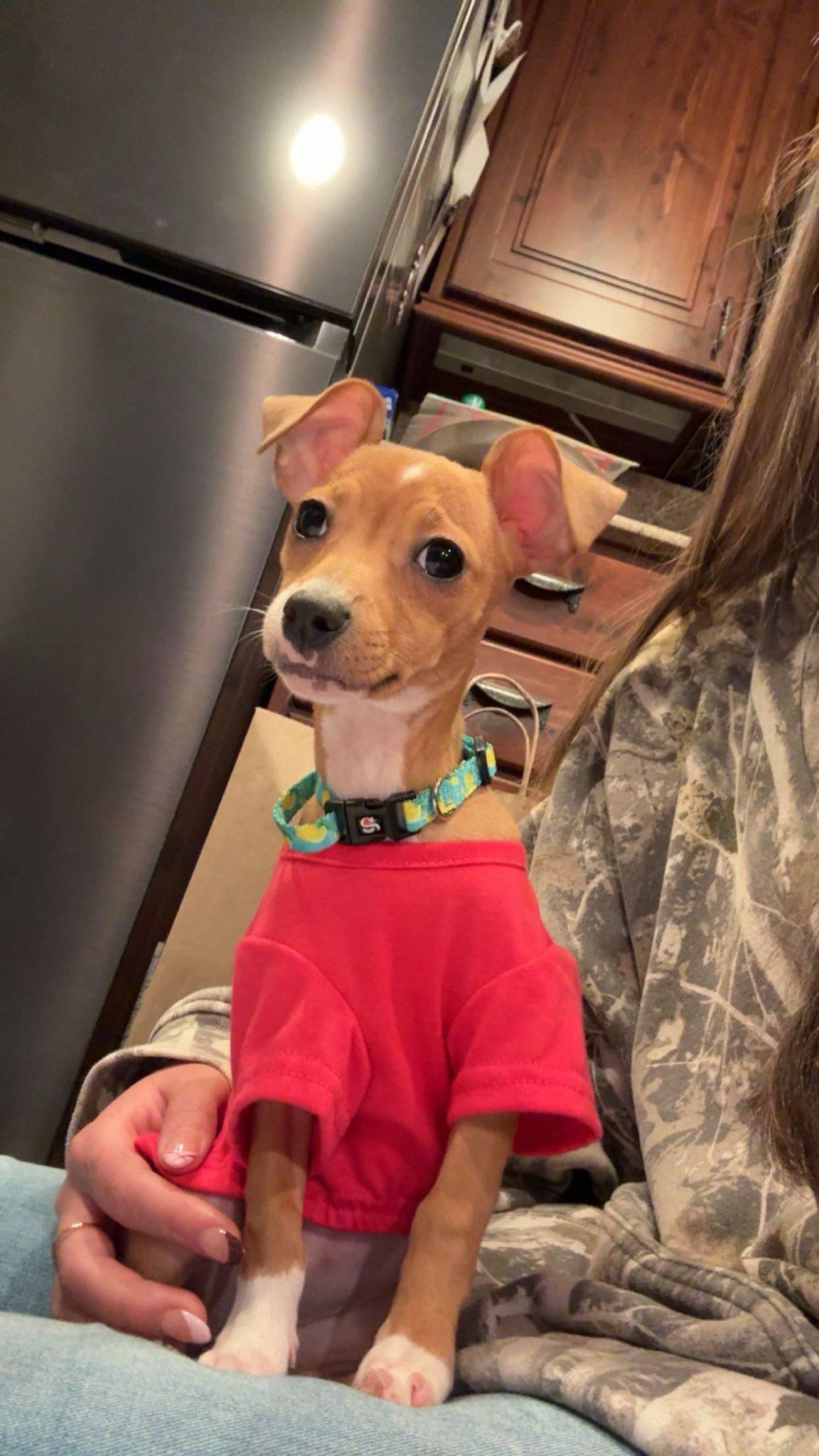 Enlarge Tomb Raider, a Adoptable mixed breed in New Castle, DE image 4/5