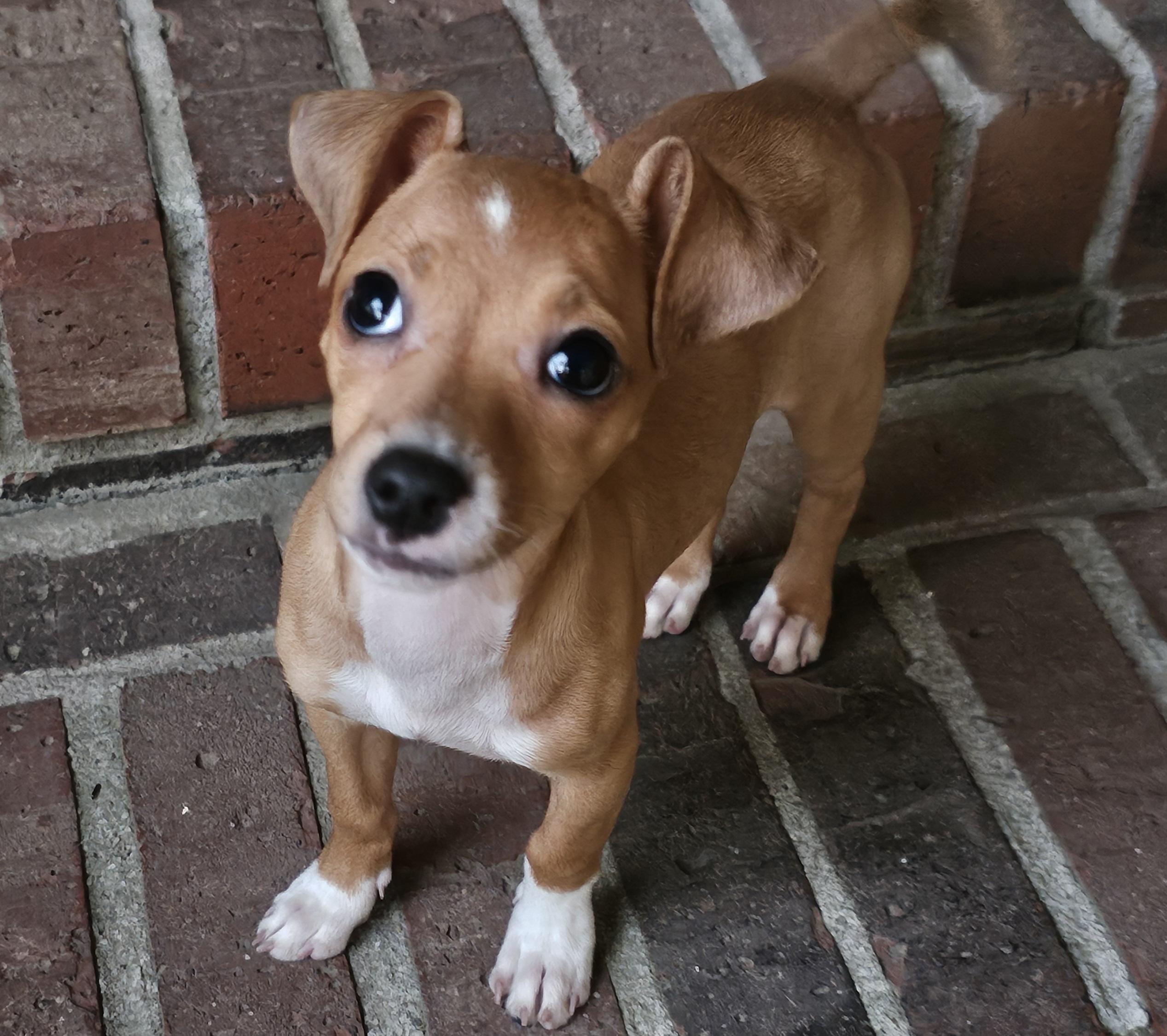 Enlarge Tomb Raider, a Adoptable mixed breed in New Castle, DE image 5/5