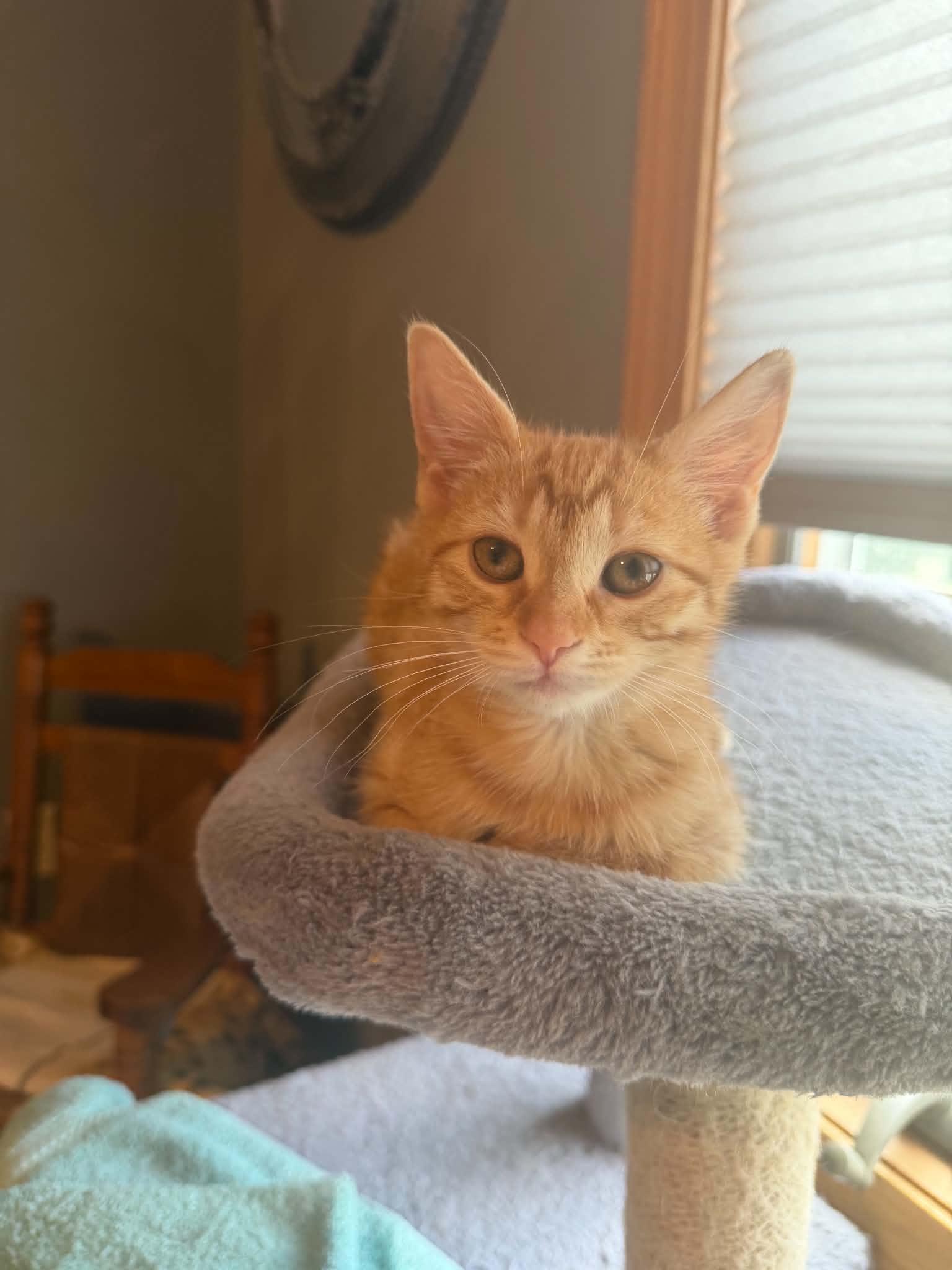 Enlarge Trudy, a ADOPTABLE Domestic Short Hair in Battle Creek, MI image 1/1