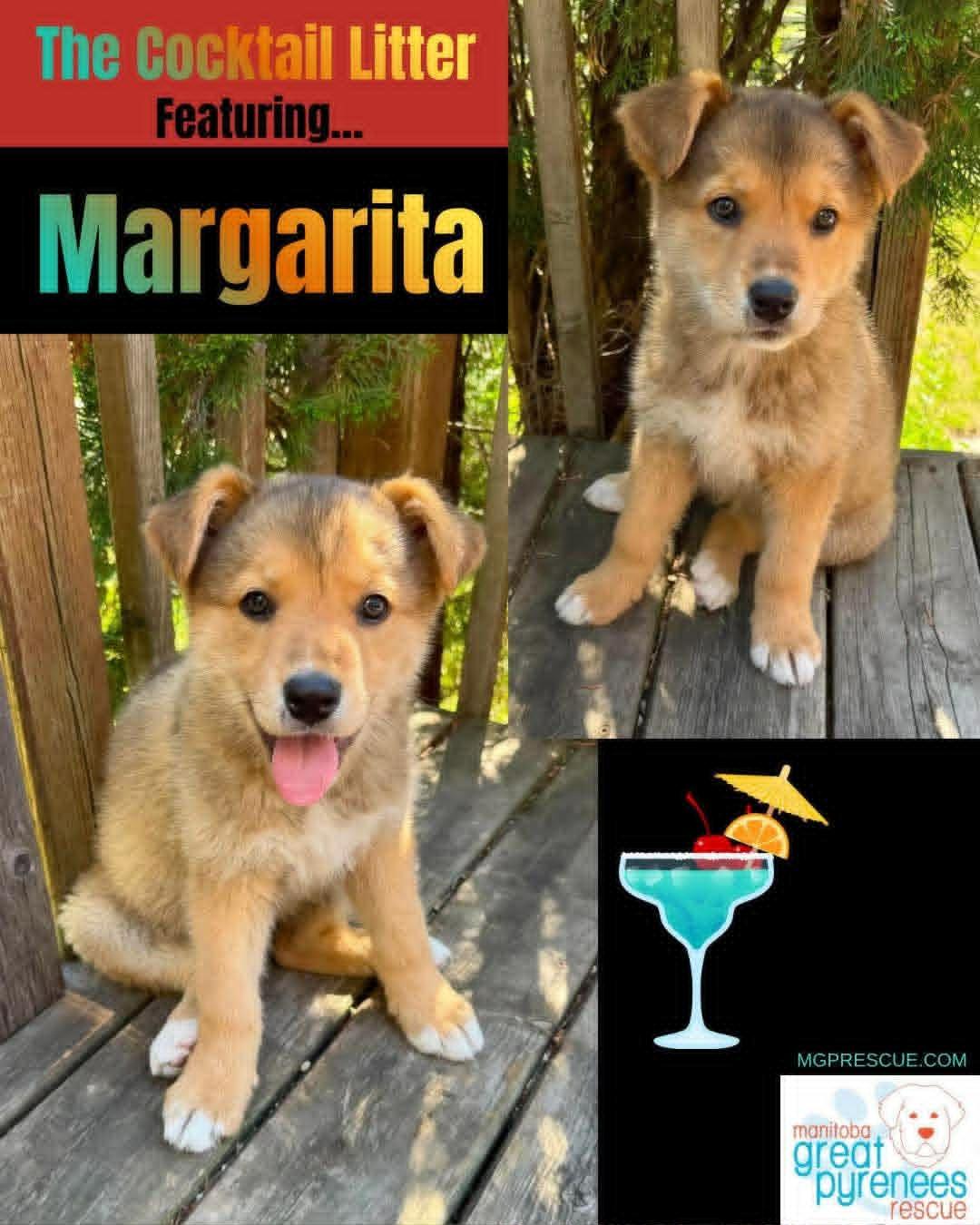 Margarita, ADOPTABLE, Young Female Shepherd.