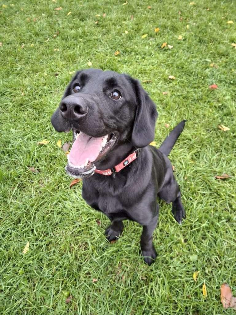 Enlarge MARGO, a Adoptable mixed breed in Ironwood, MI image 1/3