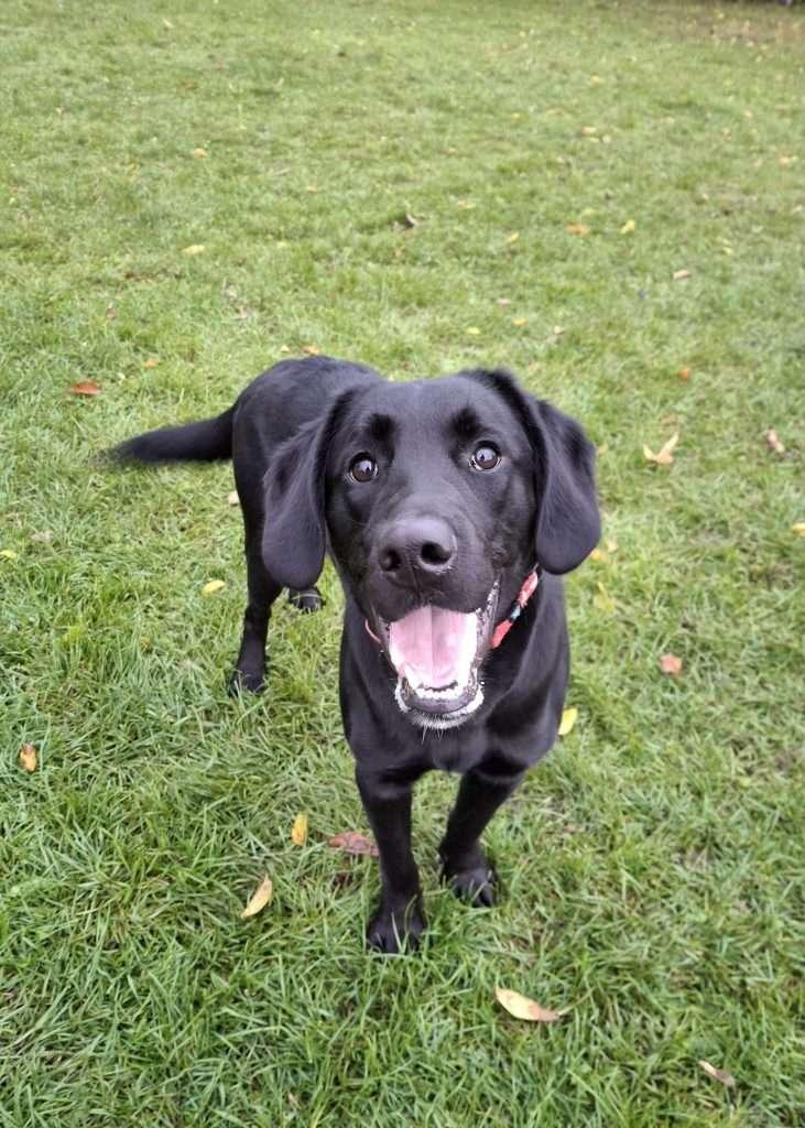 Enlarge MARGO, a Adoptable mixed breed in Ironwood, MI image 3/3