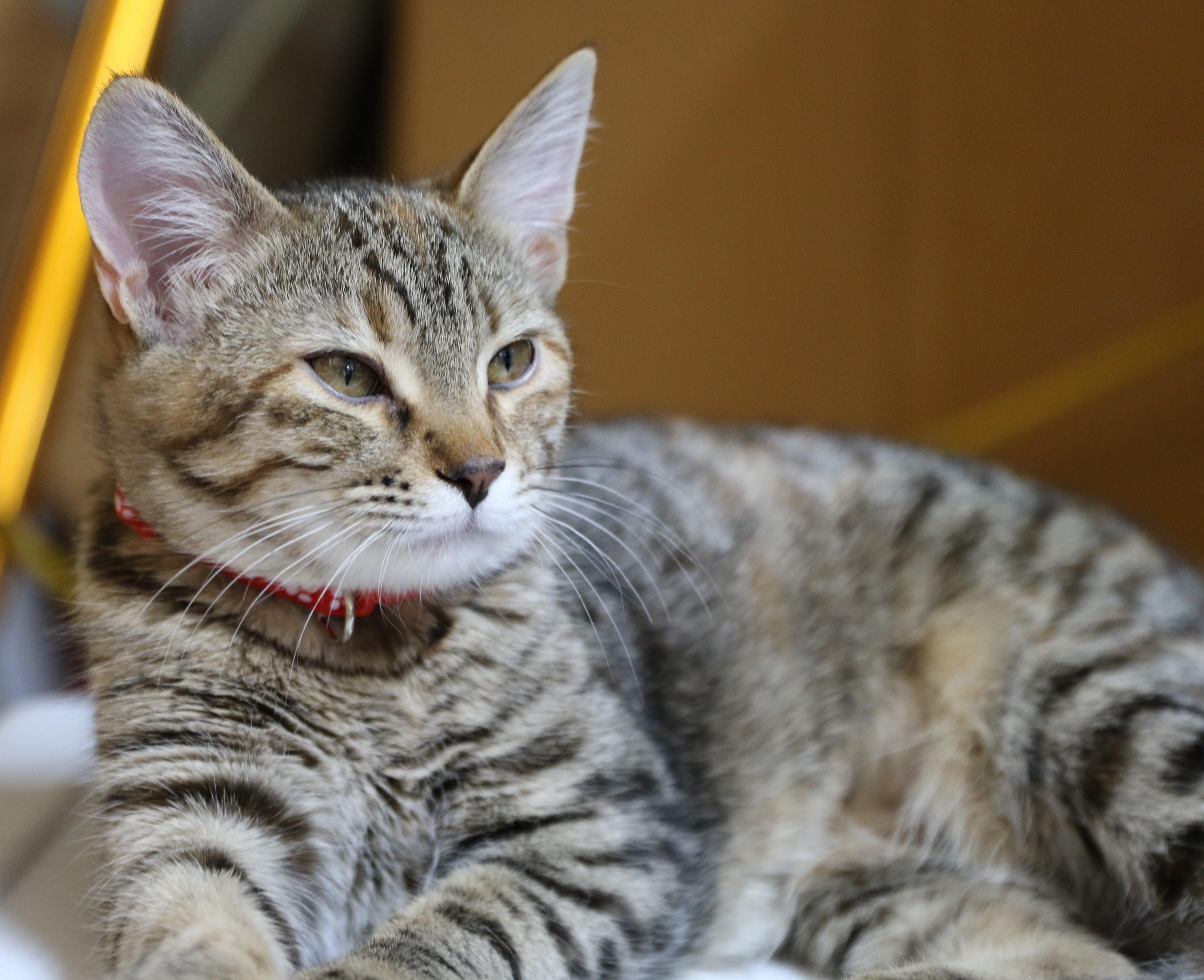 Flynn, an adoptable Domestic Short Hair, Tabby in Cut Bank, MT, 59427 | Photo Image 2