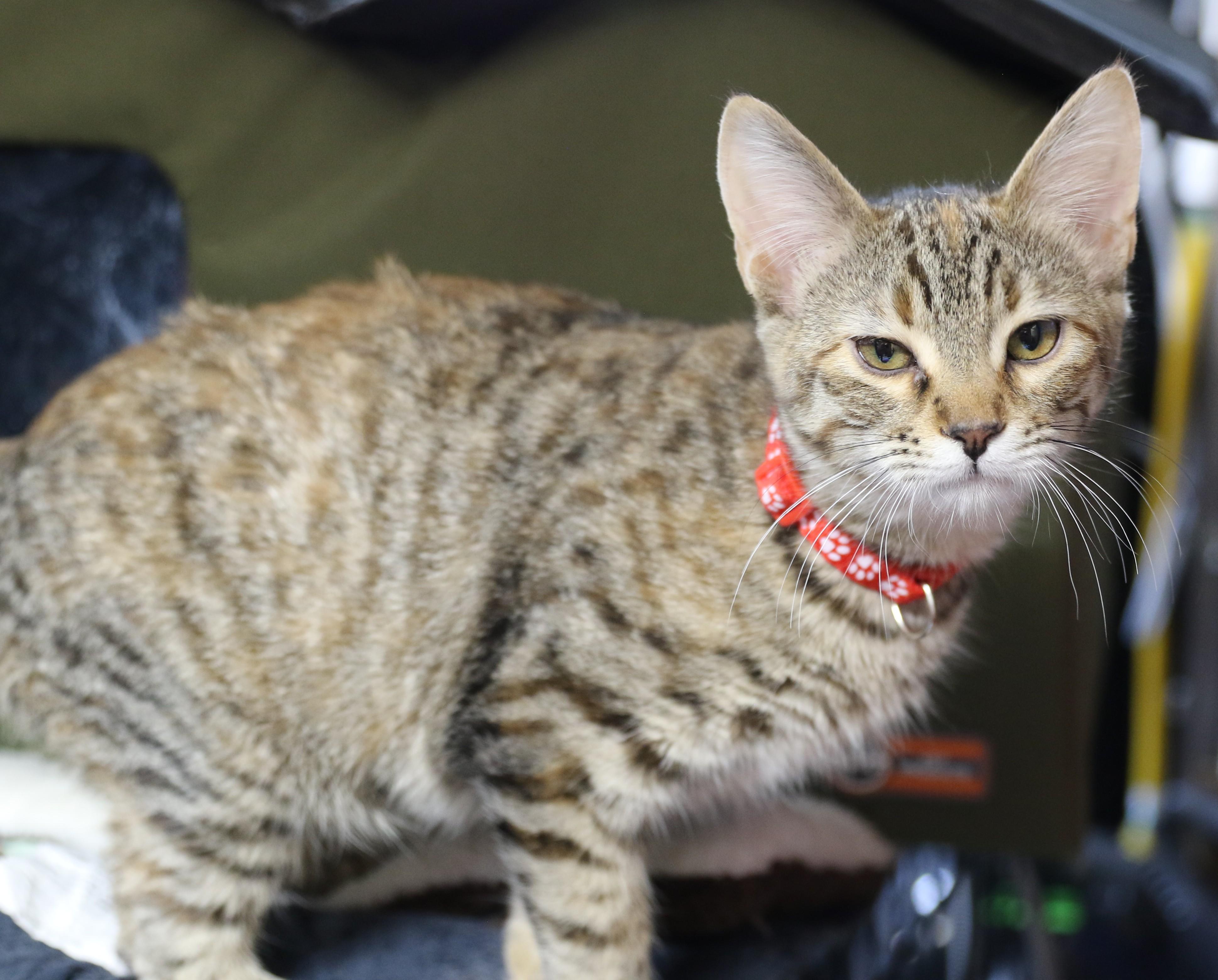 Flynn, an adoptable Domestic Short Hair, Tabby in Cut Bank, MT, 59427 | Photo Image 5