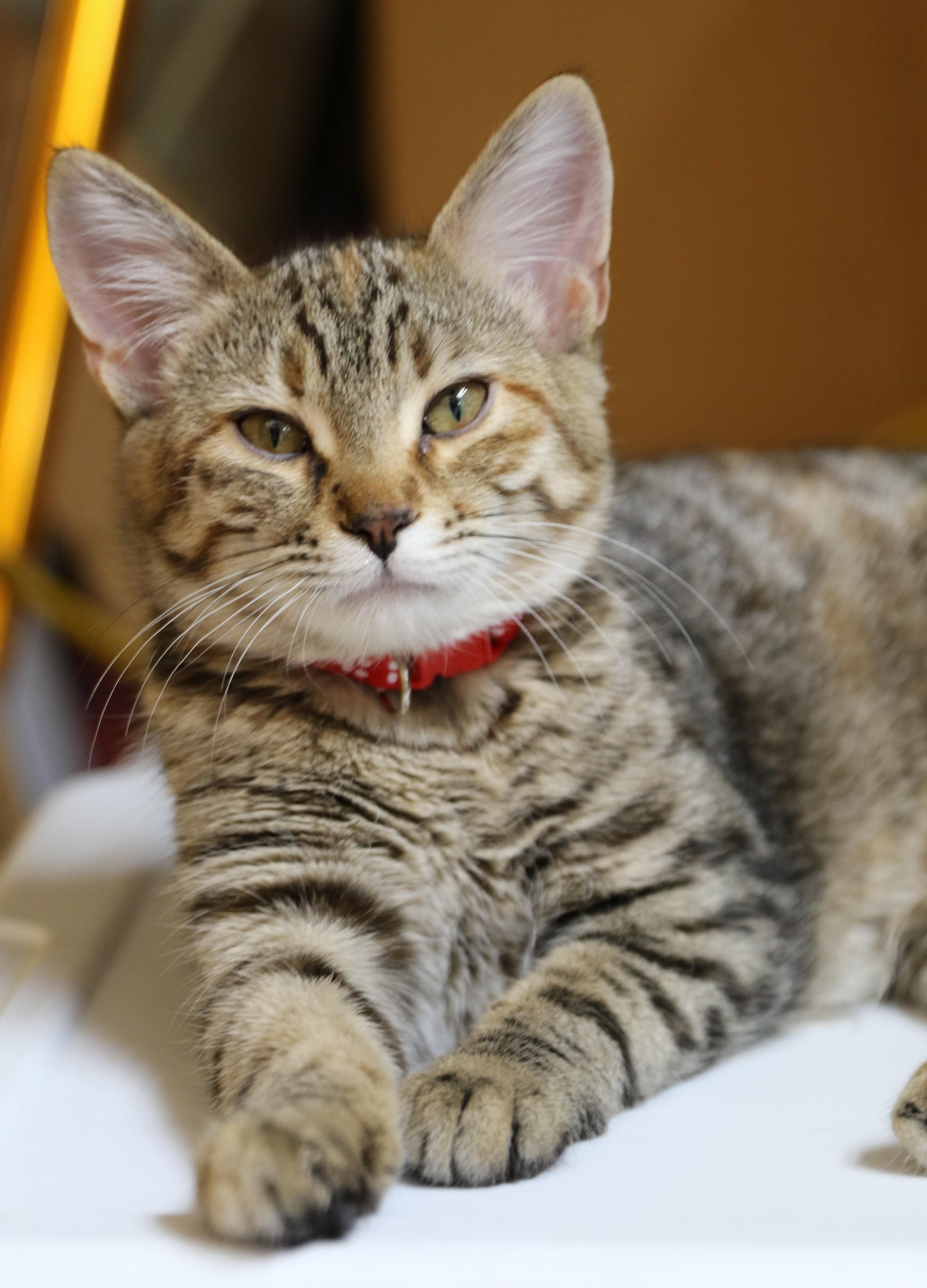 Flynn, an adoptable Domestic Short Hair, Tabby in Cut Bank, MT, 59427 | Photo Image 4