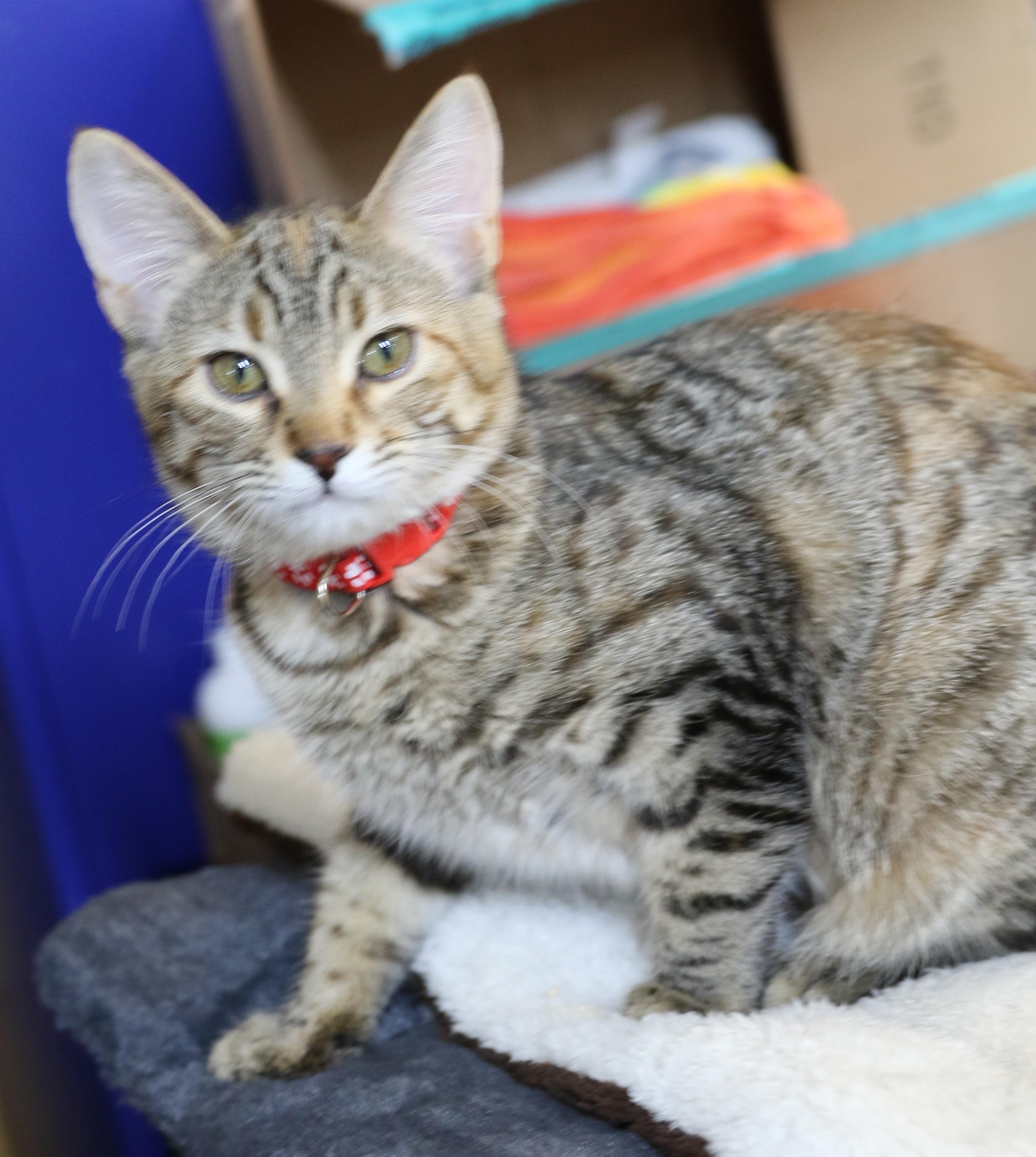 Flynn, an adoptable Domestic Short Hair, Tabby in Cut Bank, MT, 59427 | Photo Image 3