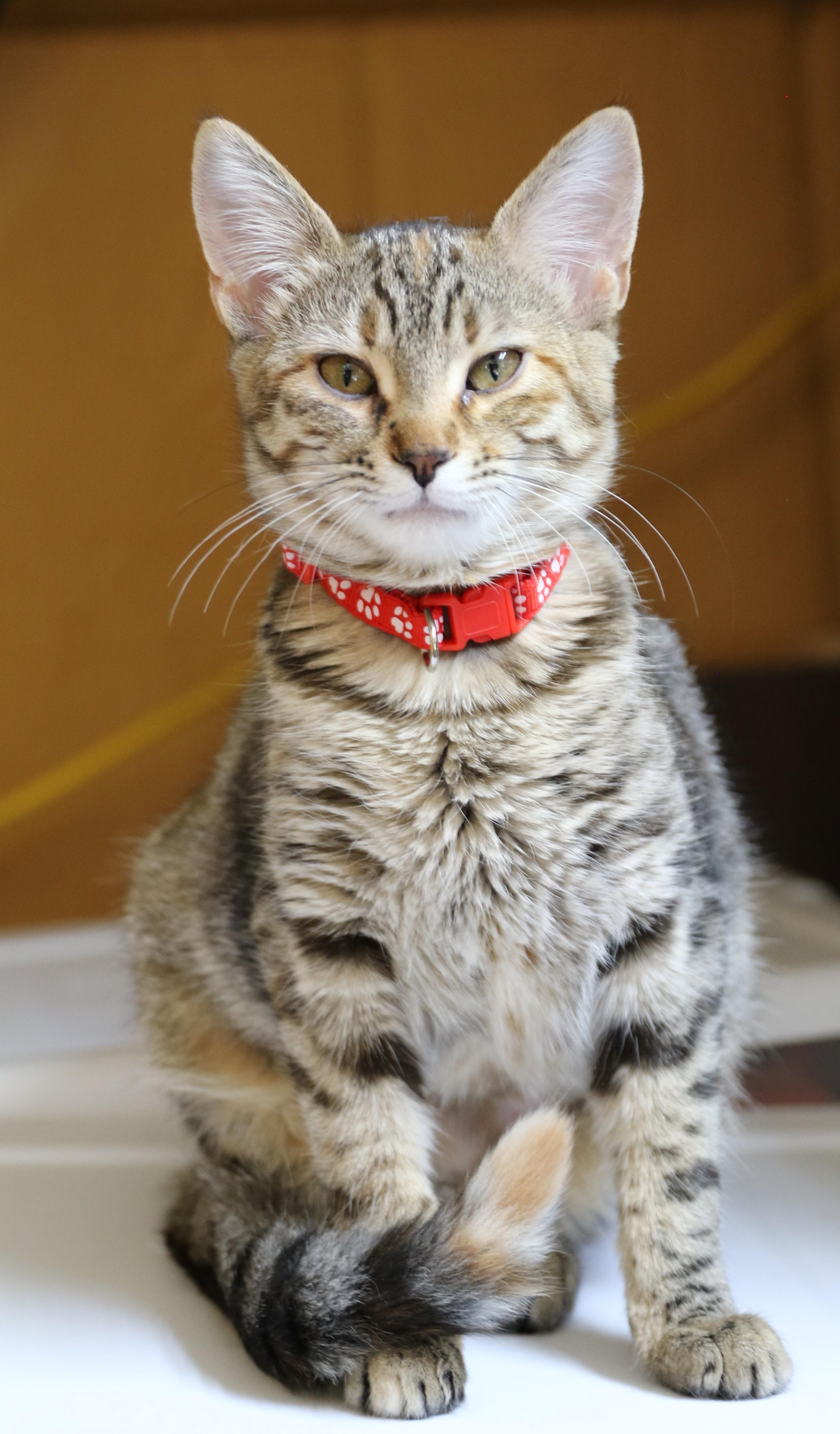 Flynn, an adoptable Domestic Short Hair, Tabby in Cut Bank, MT, 59427 | Photo Image 1