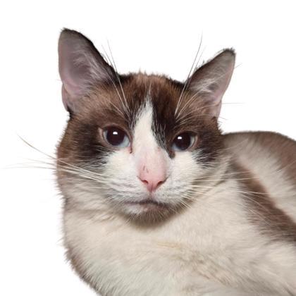 Enlarge Finch, a Adoptable mixed breed in Reno, NV image 1/1