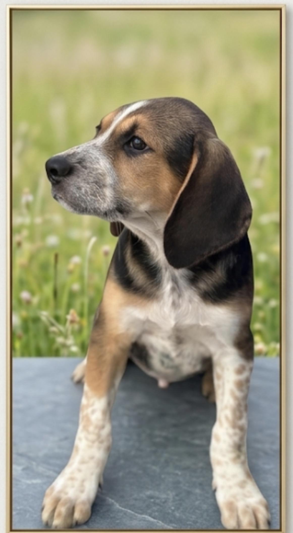 Enlarge Loki, an adopted mixed breed in Laurel, MD image 4/6