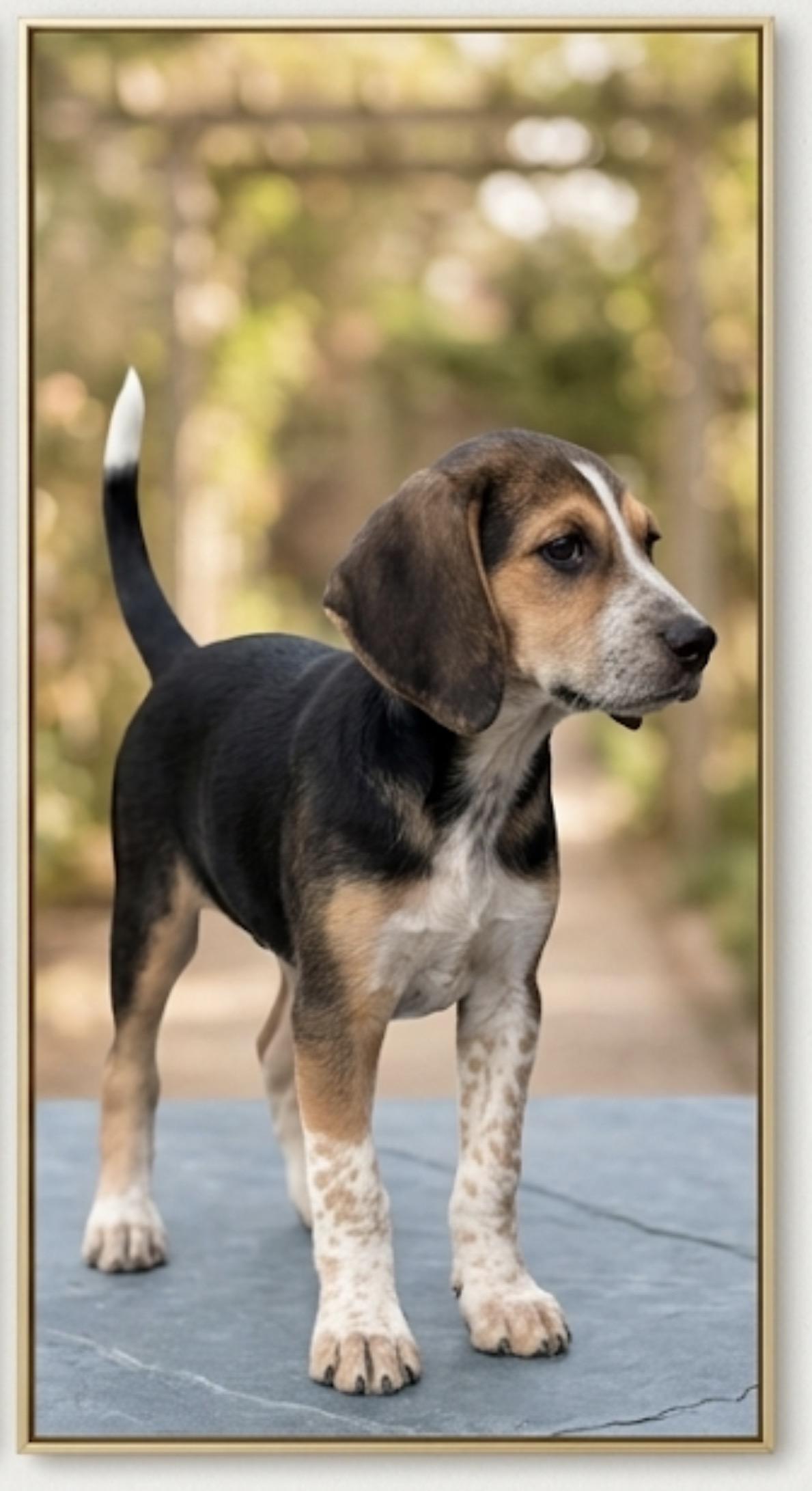 Enlarge Loki, an adopted mixed breed in Laurel, MD image 5/6