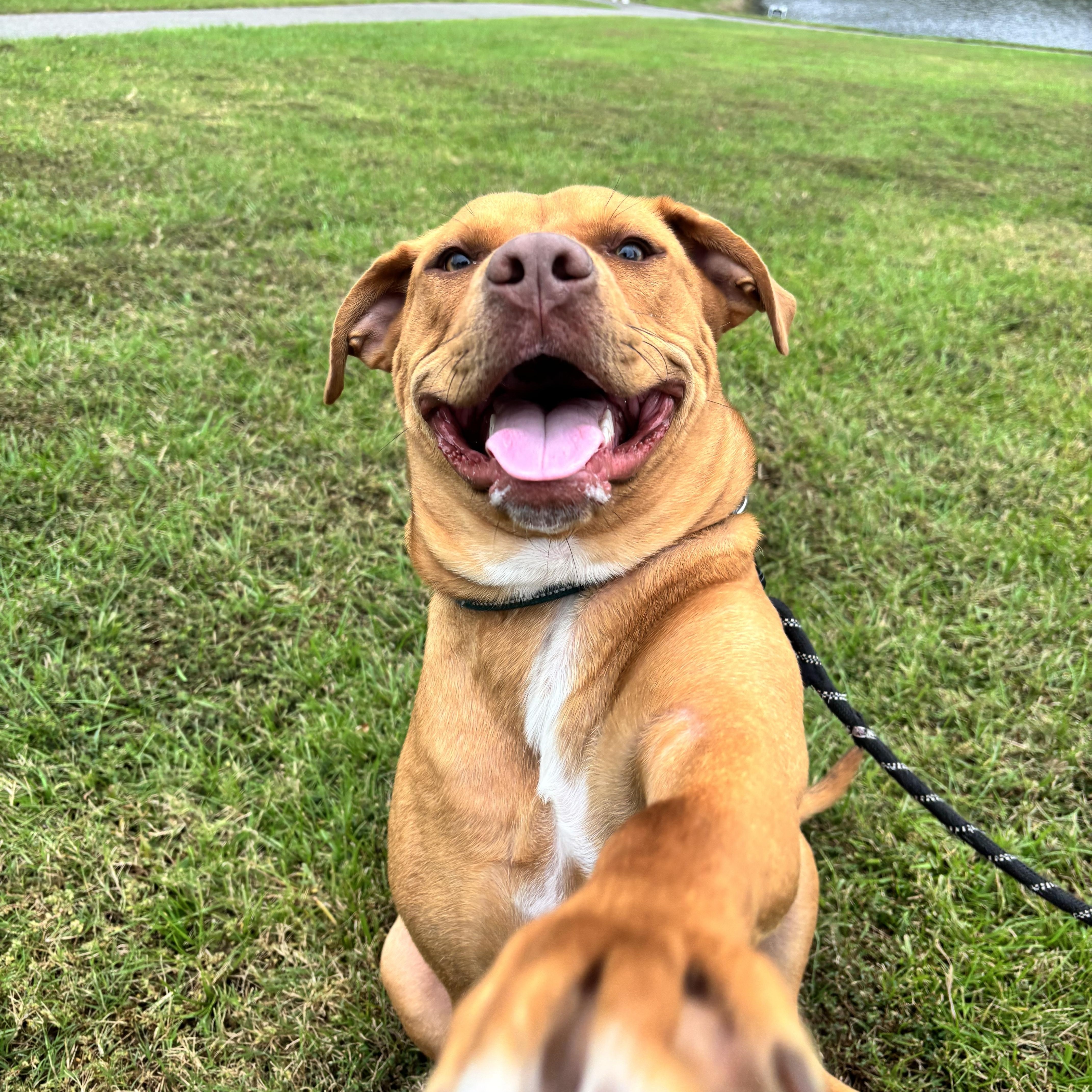 Enlarge Charlie, a Adoptable mixed breed in Awendaw, SC image 1/2