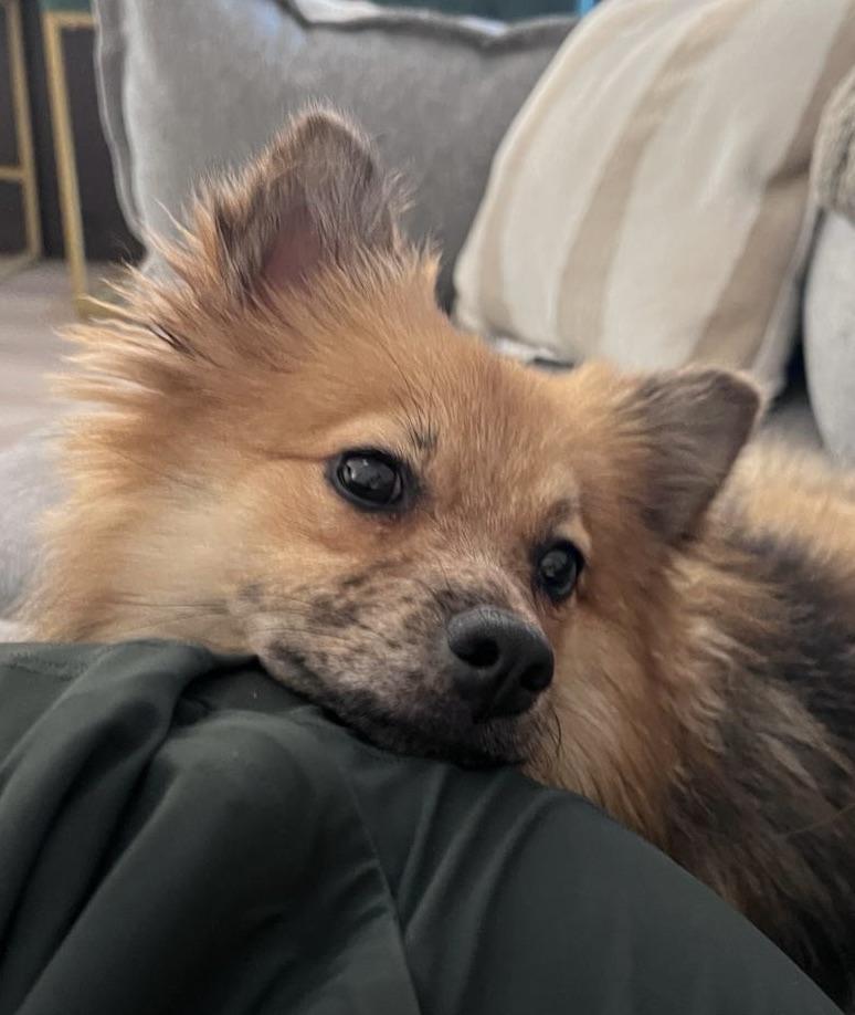 Loves to cuddle!