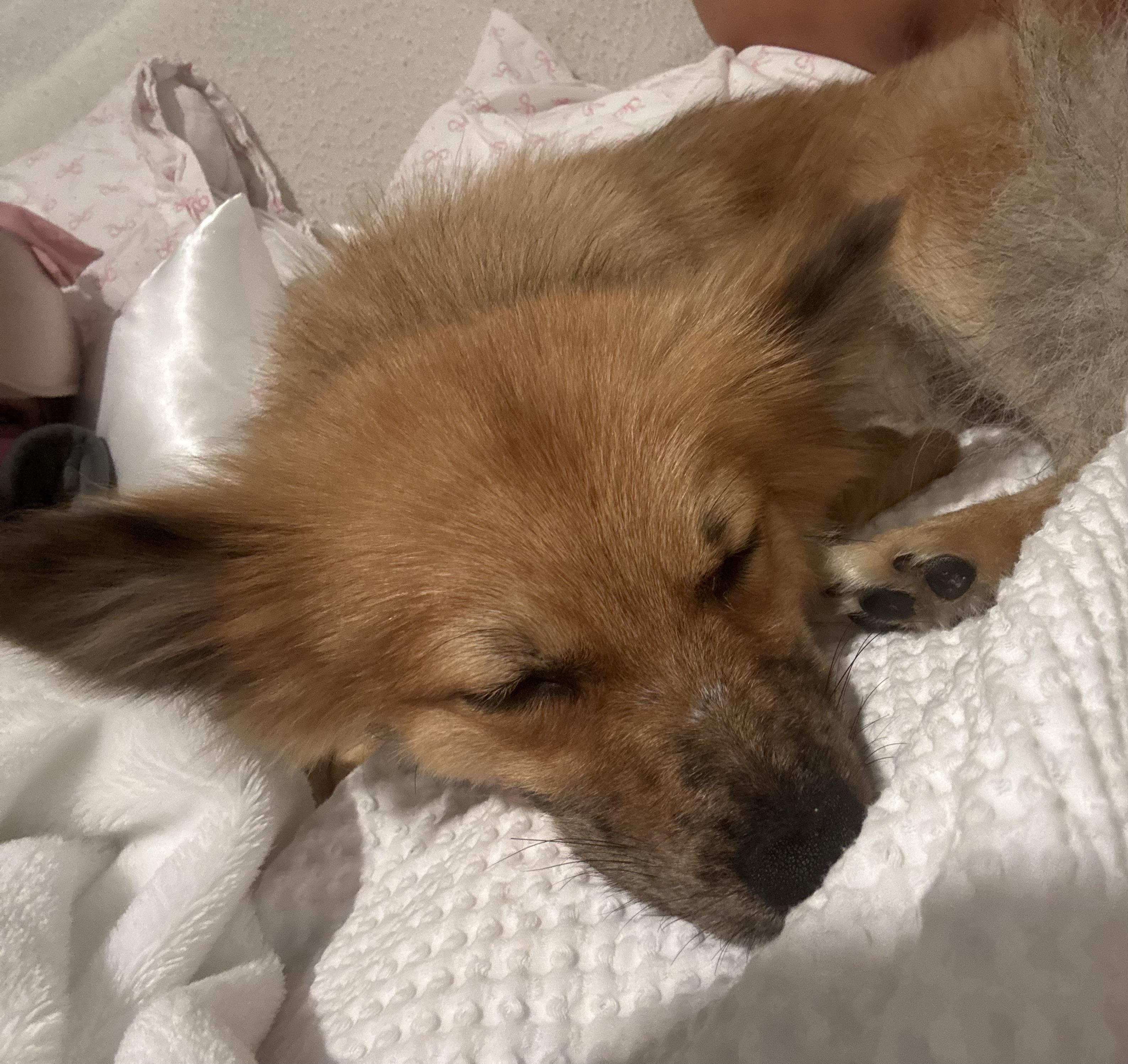 Loves to cuddle!