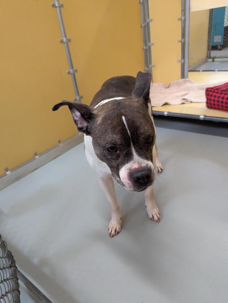 Rosie, Adoptable, Senior Female Boxer & Pit Bull Terrier.