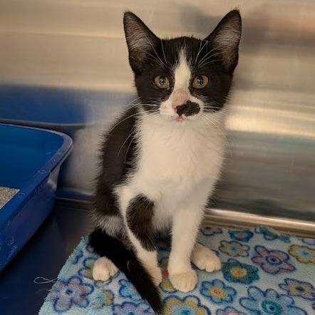 Crackers, Adoptable, Kitten Female Domestic Short Hair.