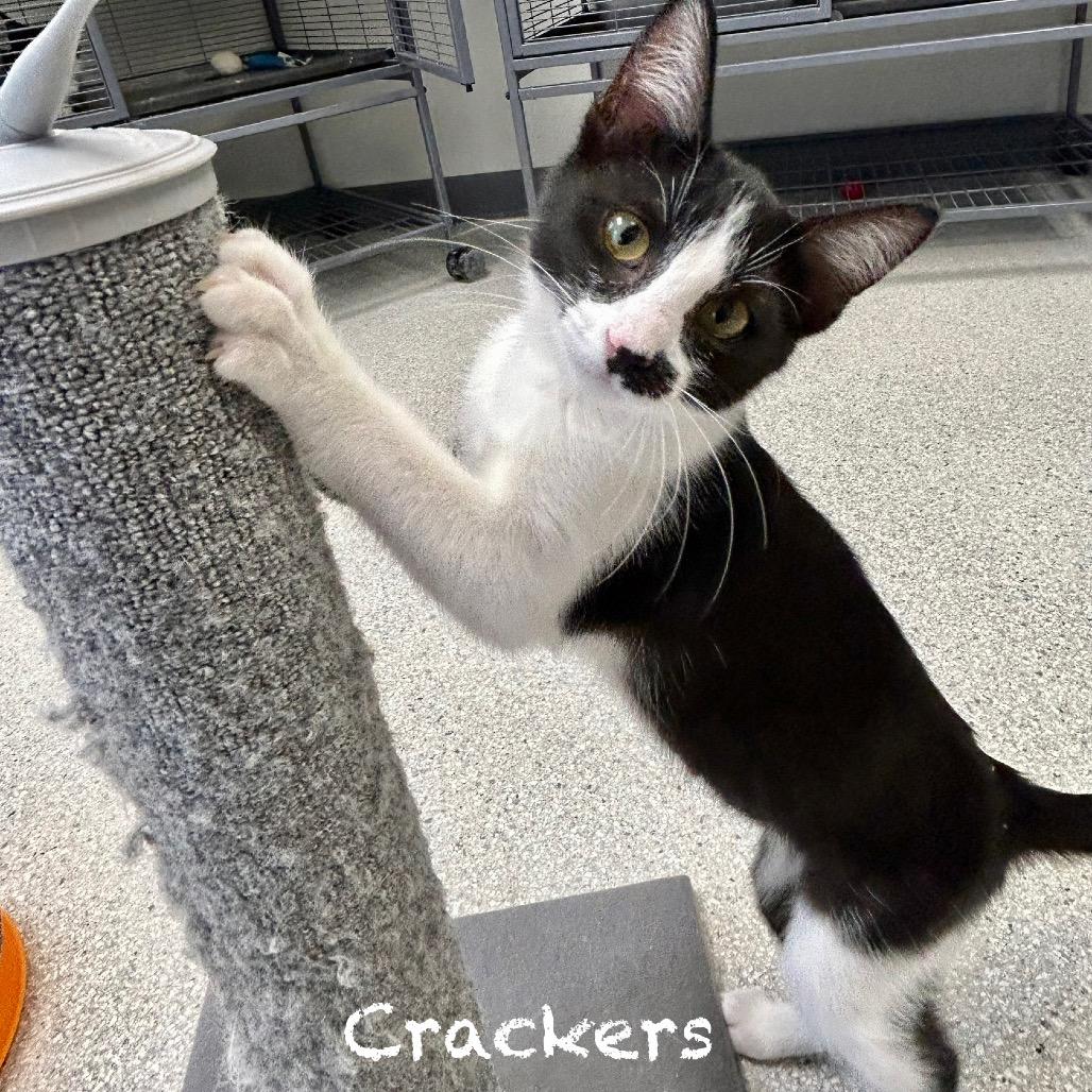 Enlarge Crackers, a Adoptable Domestic Short Hair in Hannibal, MO image 2/2
