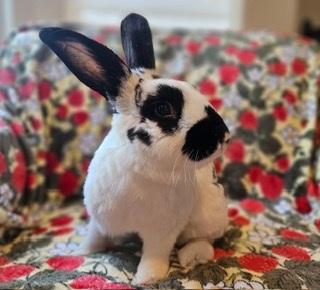 Enlarge Georgie, a Adoptable mixed breed in Folsom, CA image 5/6