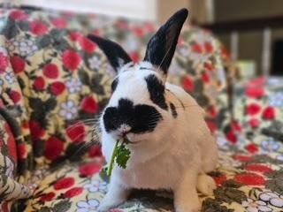 Enlarge Georgie, a Adoptable mixed breed in Folsom, CA image 4/6
