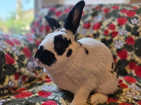 Enlarge Georgie, a Adoptable mixed breed in Folsom, CA image 2/6