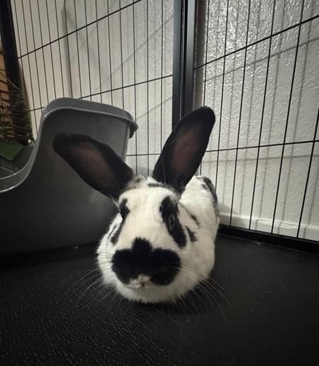 Enlarge Georgie, a Adoptable mixed breed in Folsom, CA image 6/6