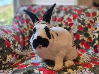 Enlarge Georgie, a Adoptable mixed breed in Folsom, CA image 1/6