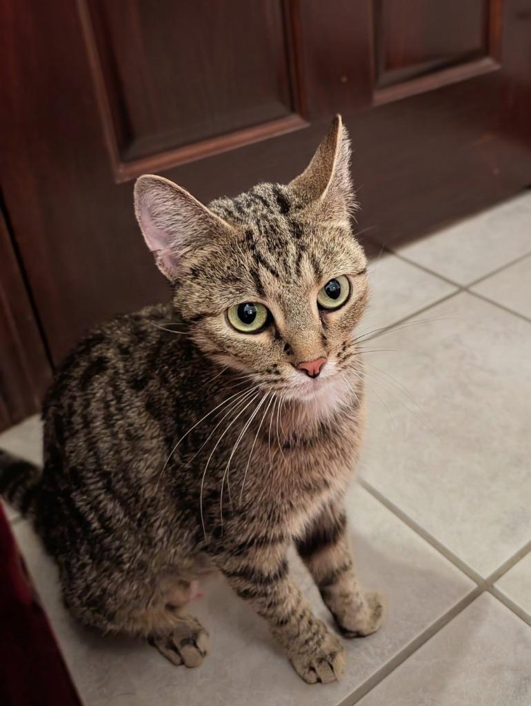 Enlarge CINNAMON, a Adoptable mixed breed in Wintersville, OH image 1/1