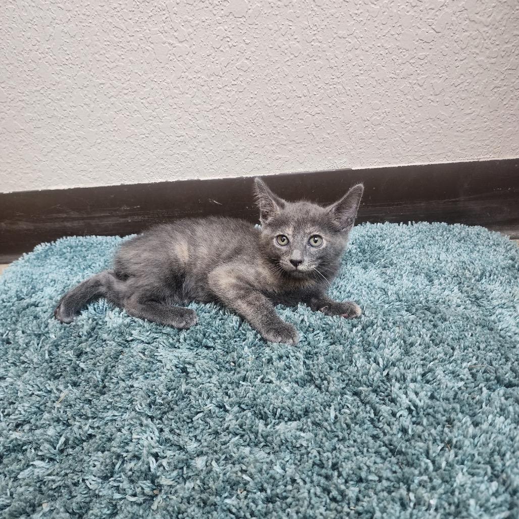 Cleo, Adoptable, Kitten Female American Shorthair & Manx.