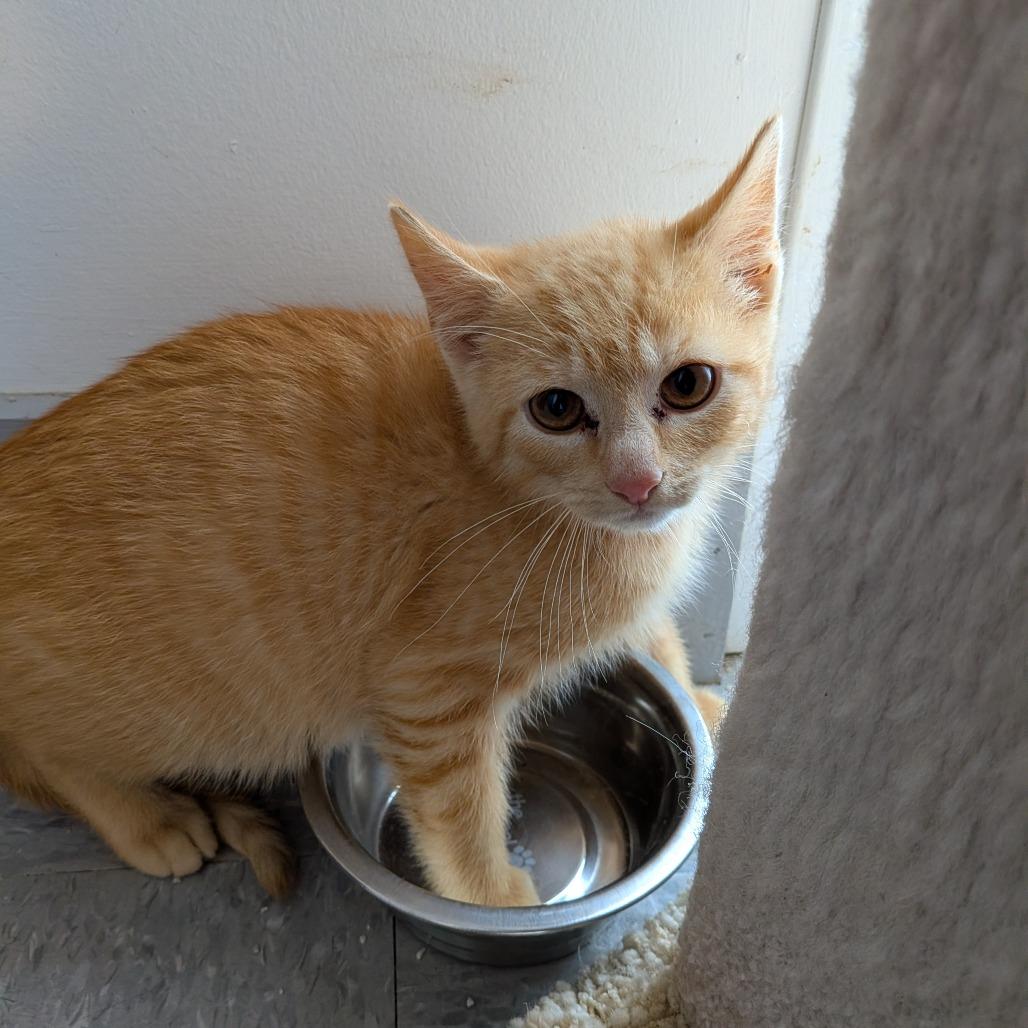 Annatto, Adoptable, Young Male Domestic Short Hair.