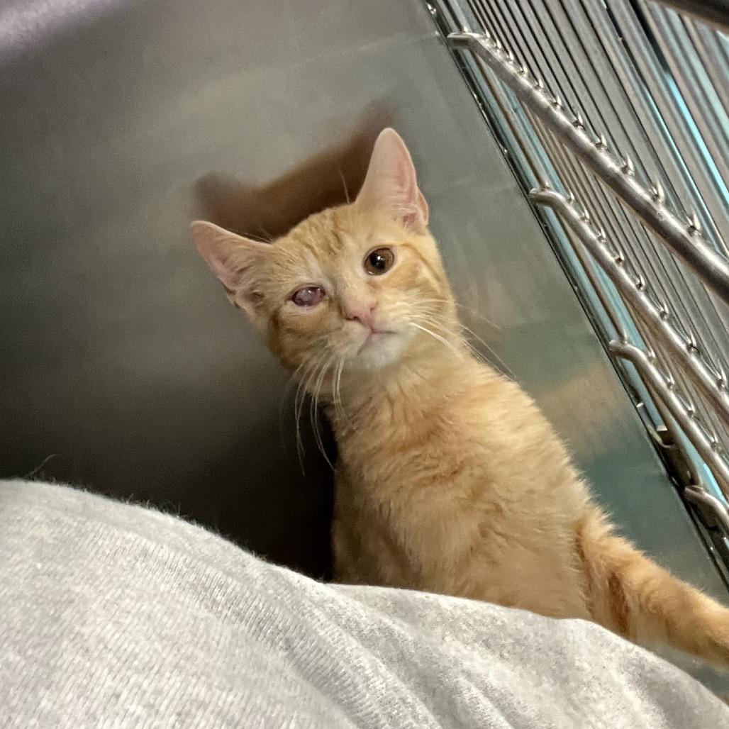 Enlarge Annatto, a Adoptable Domestic Short Hair in Rocky Mount, VA image 2/6