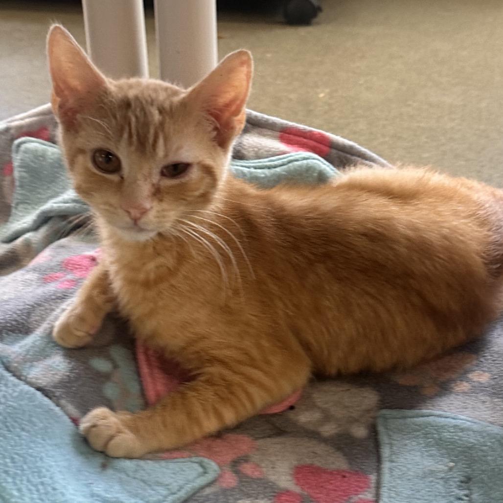 Enlarge Annatto, a Adoptable Domestic Short Hair in Rocky Mount, VA image 3/6