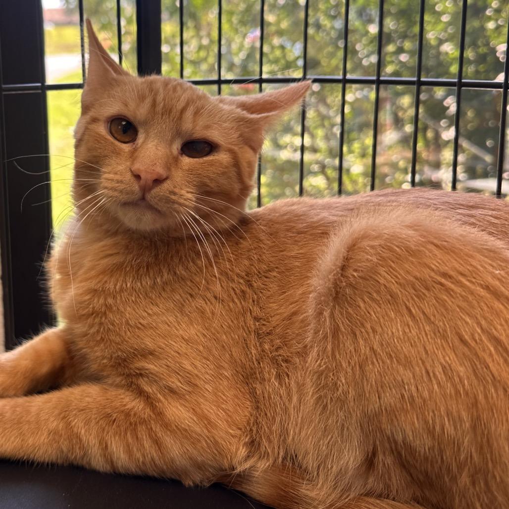 Enlarge Annatto, a Adoptable Domestic Short Hair in Rocky Mount, VA image 4/6