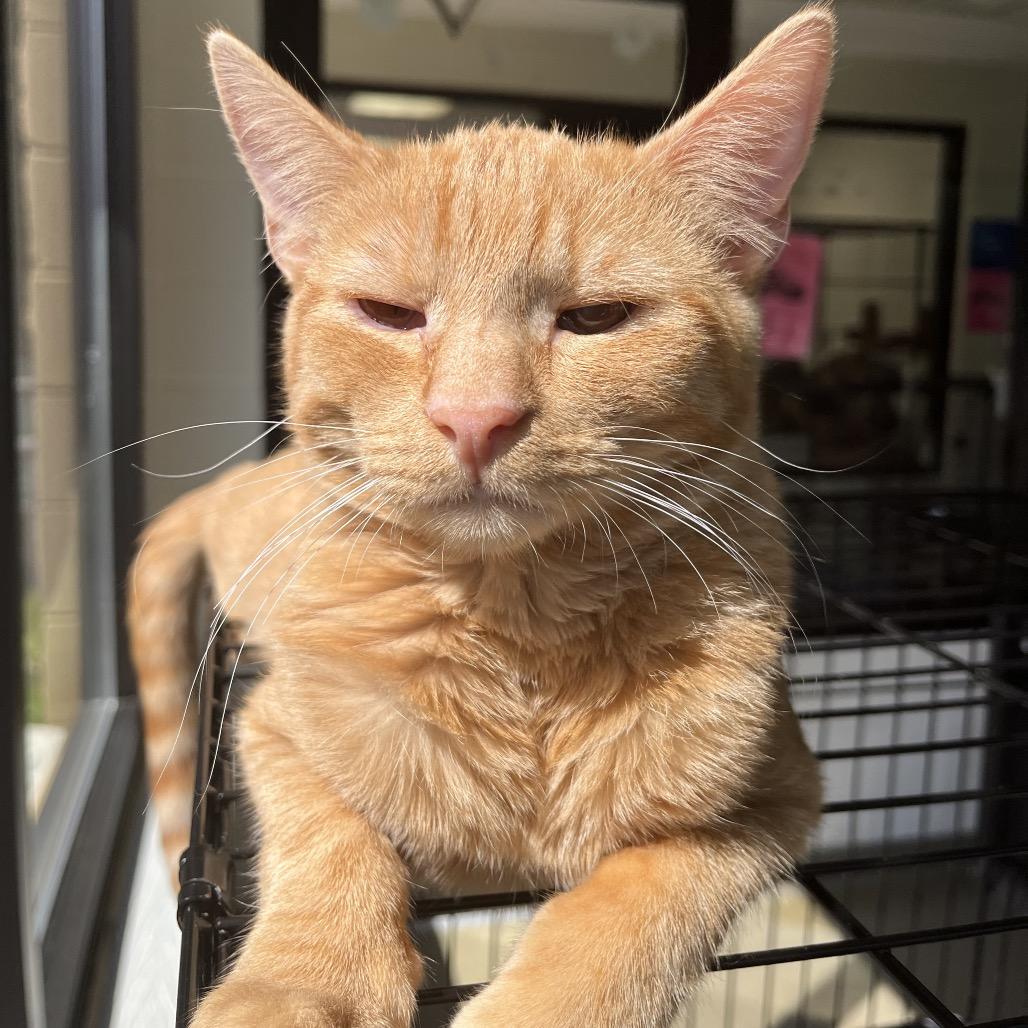 Enlarge Annatto, a Adoptable Domestic Short Hair in Rocky Mount, VA image 5/6