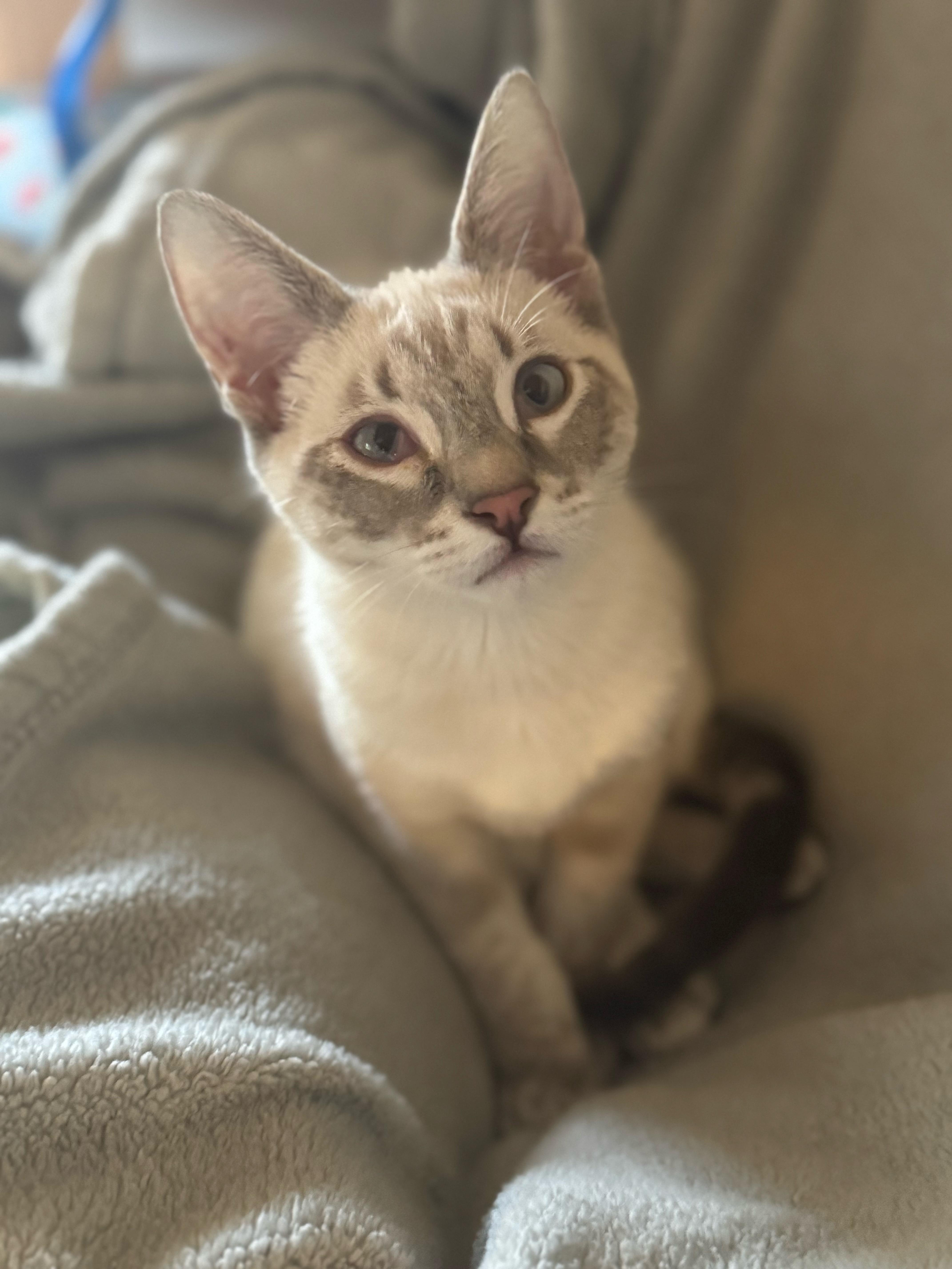 Fritz, adopted, Kitten Male Domestic Short Hair.