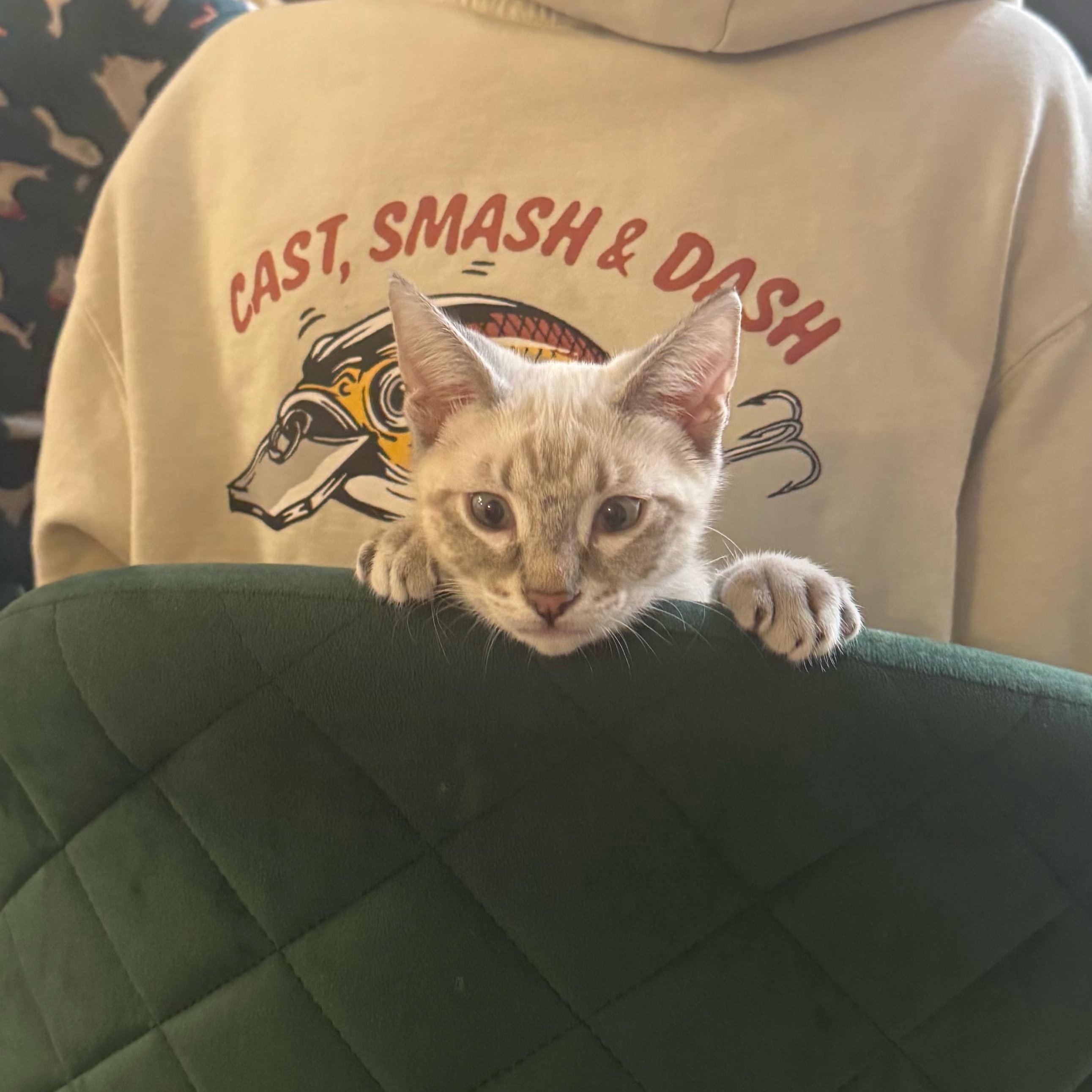 Enlarge Fritz, an adopted Domestic Short Hair in Davis, CA image 2/4