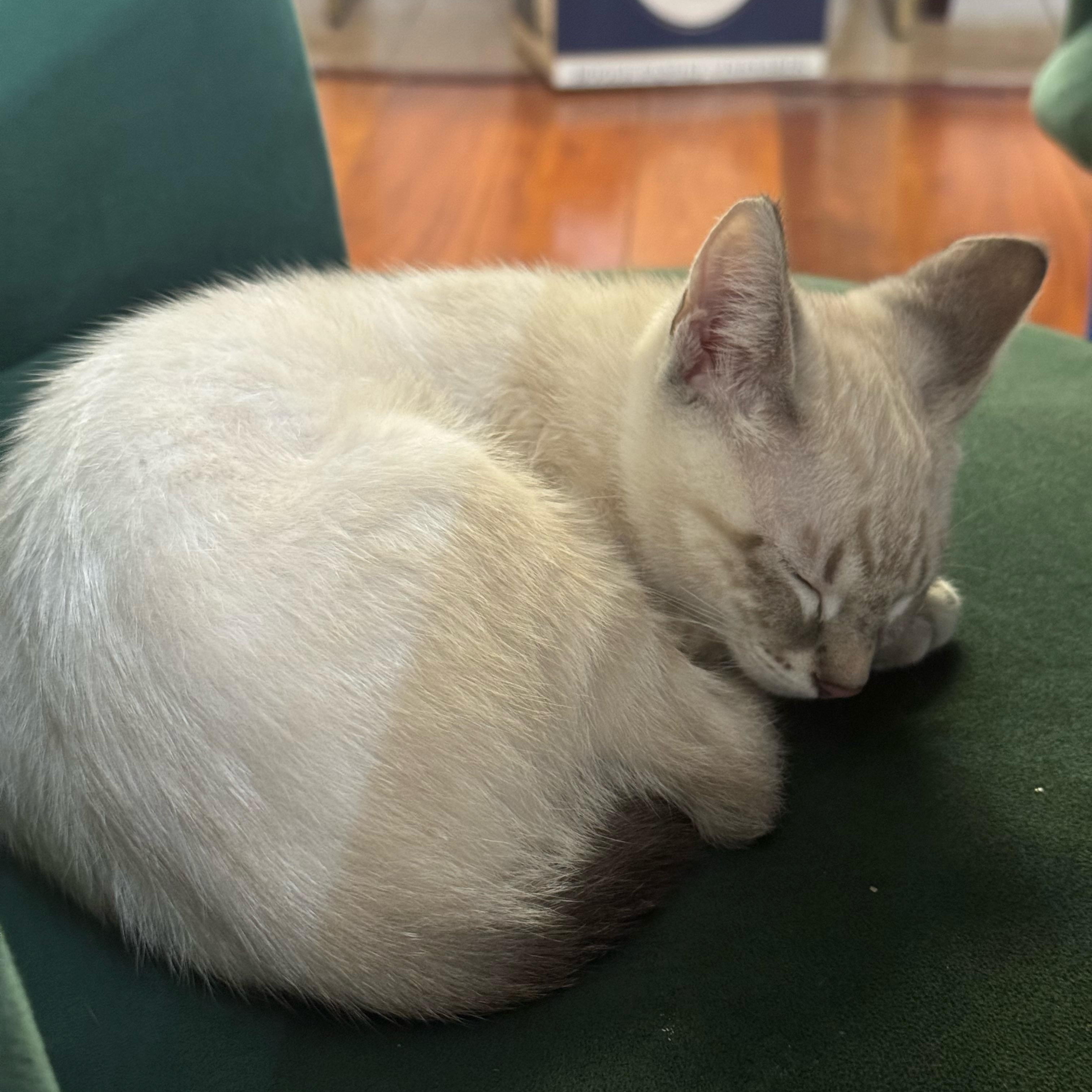 Enlarge Fritz, an adopted Domestic Short Hair in Davis, CA image 4/4