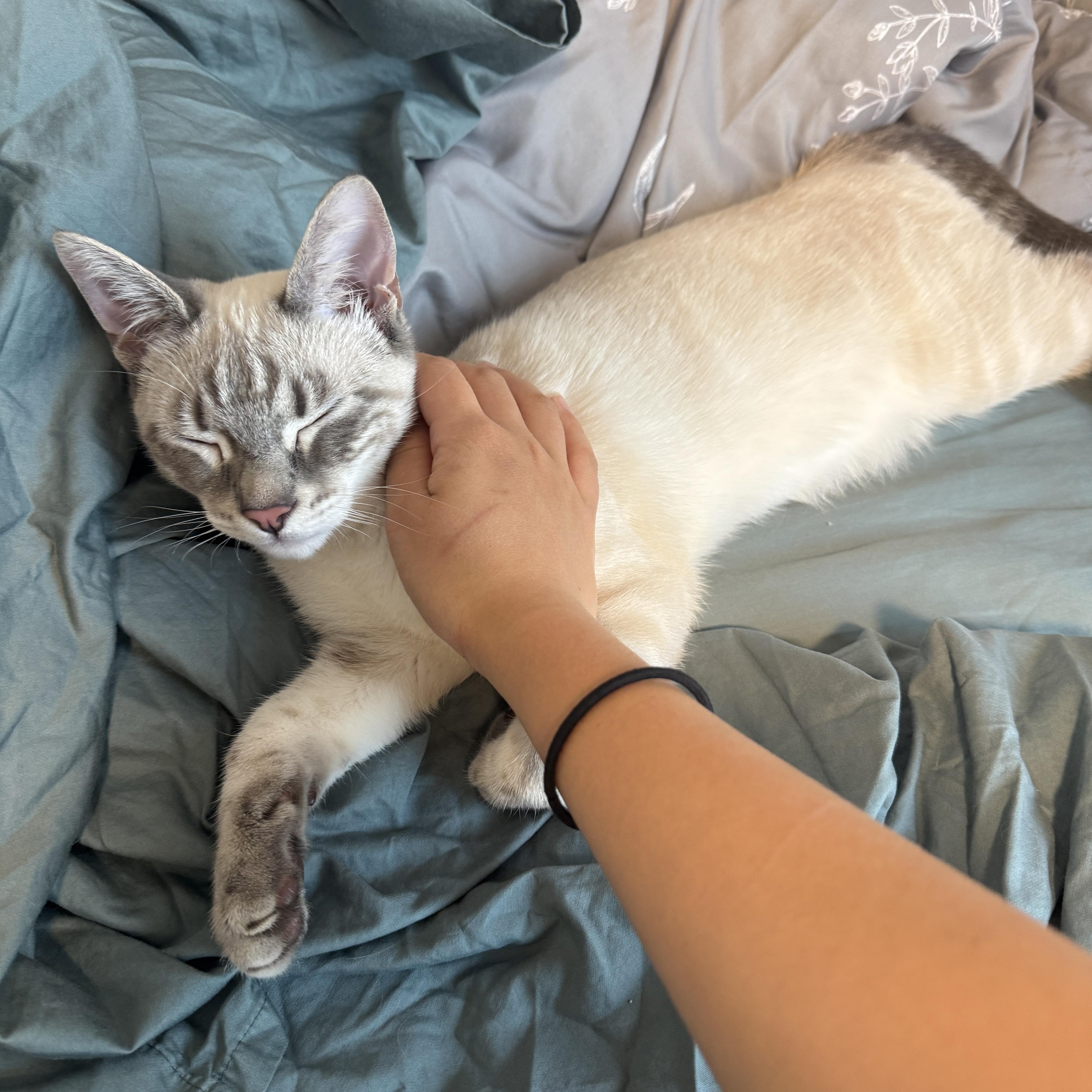 Enlarge Fritz, an adopted Domestic Short Hair in Davis, CA image 3/4