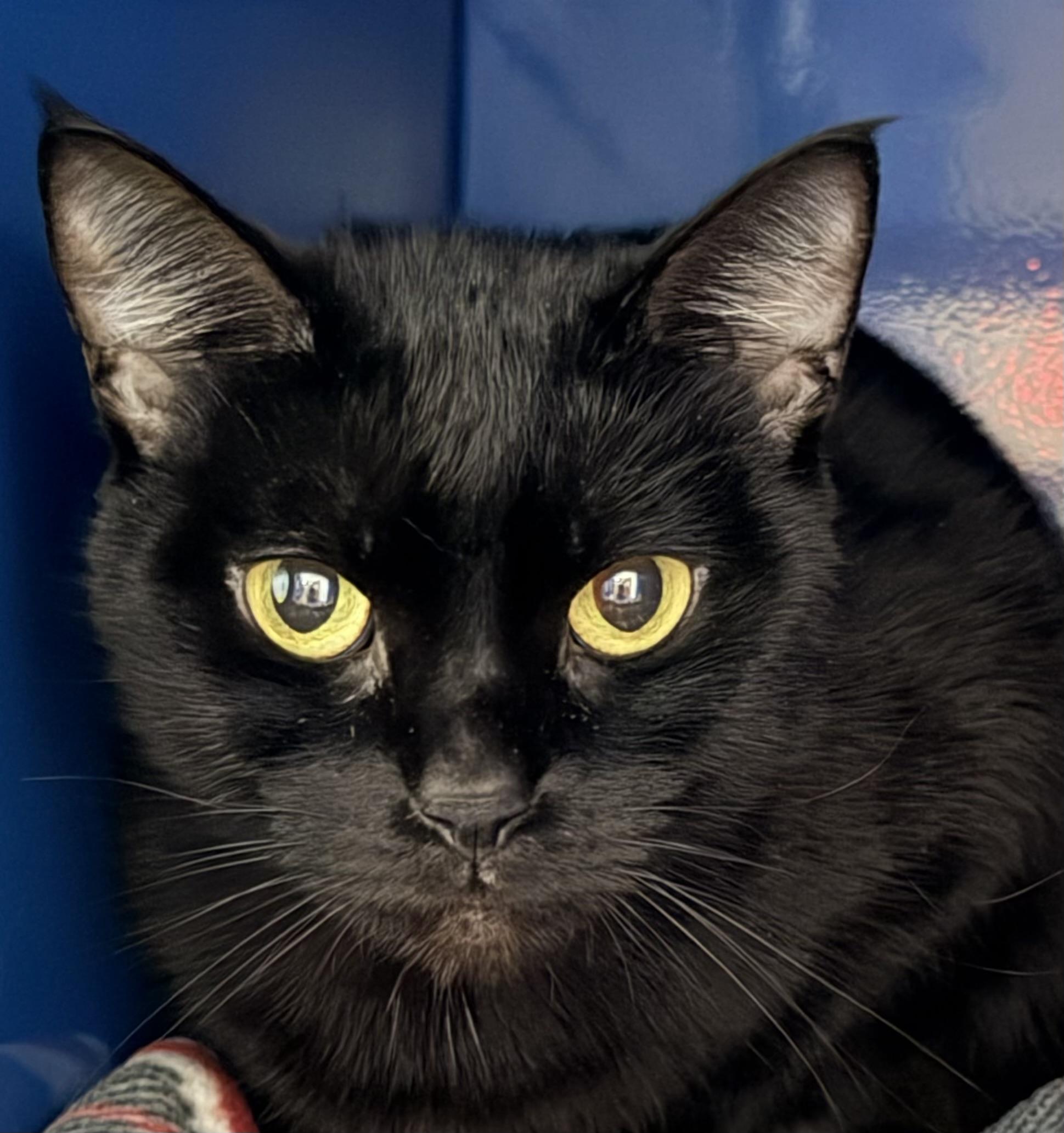 Enlarge Twyla, a Adoptable Domestic Short Hair in Sault Sainte Marie, MI image 3/5