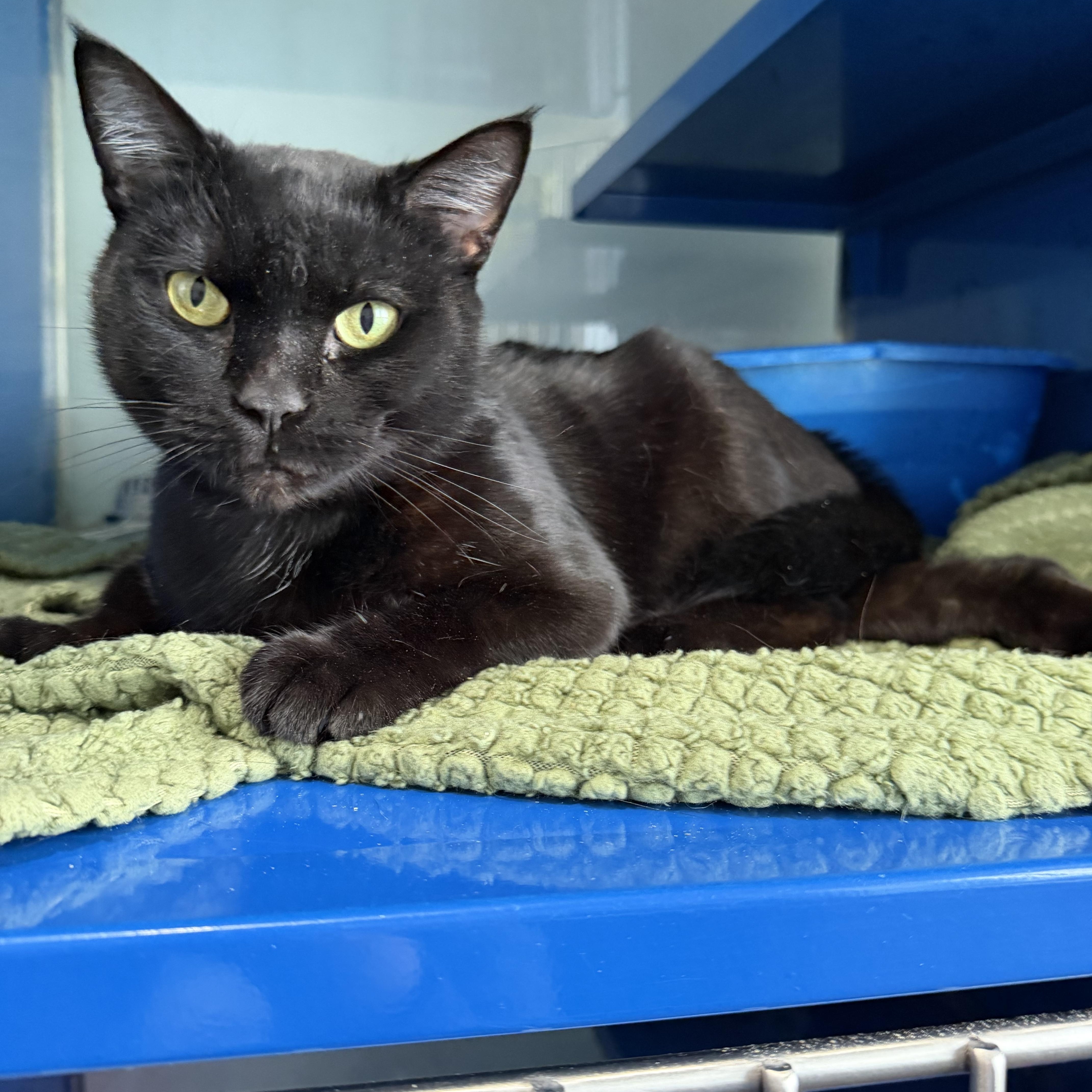 Twyla, Adoptable, Young Female Domestic Short Hair.